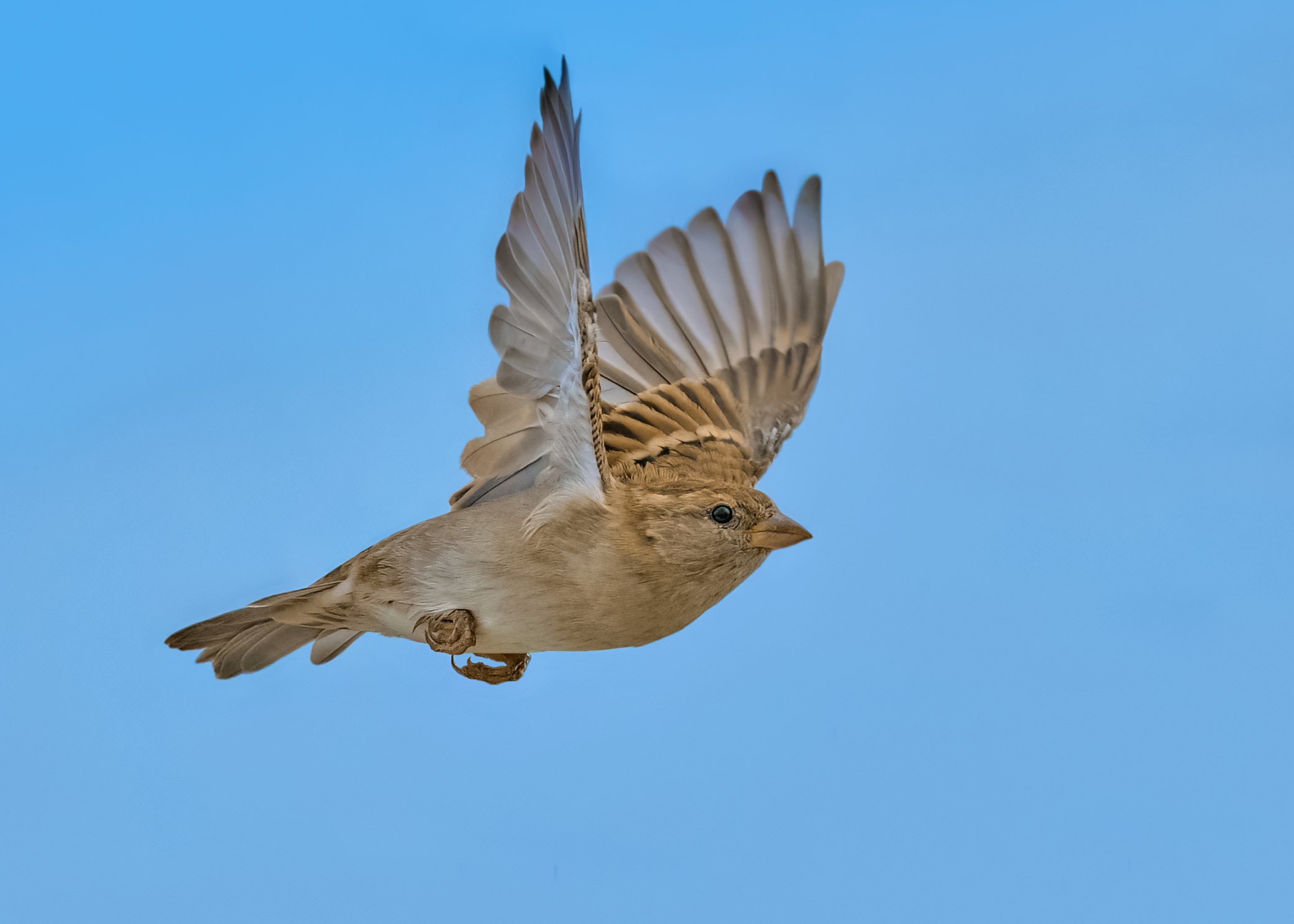 Sparrow in flight ...
