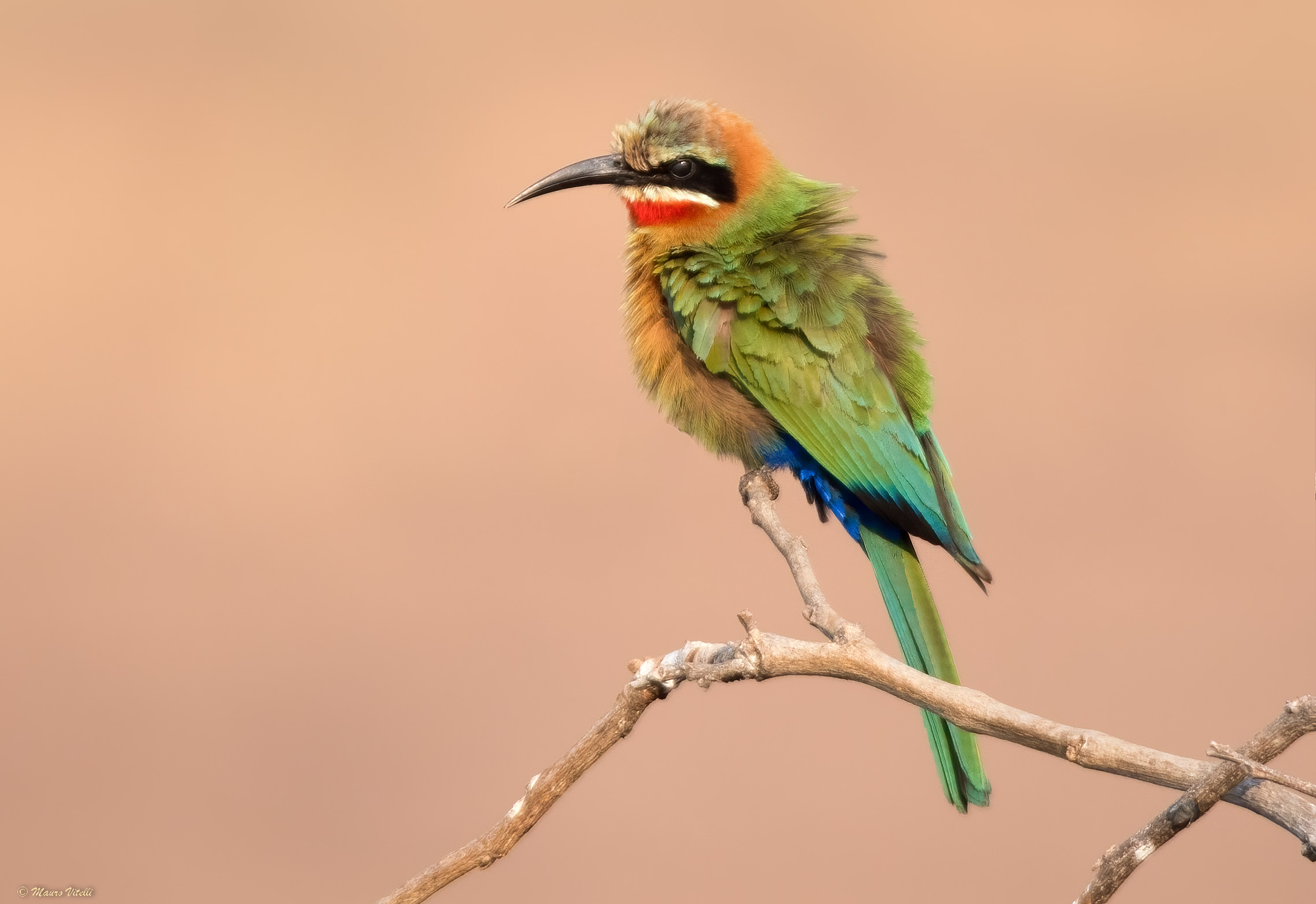 White fronted bee-eater (Merops bullockoides)...