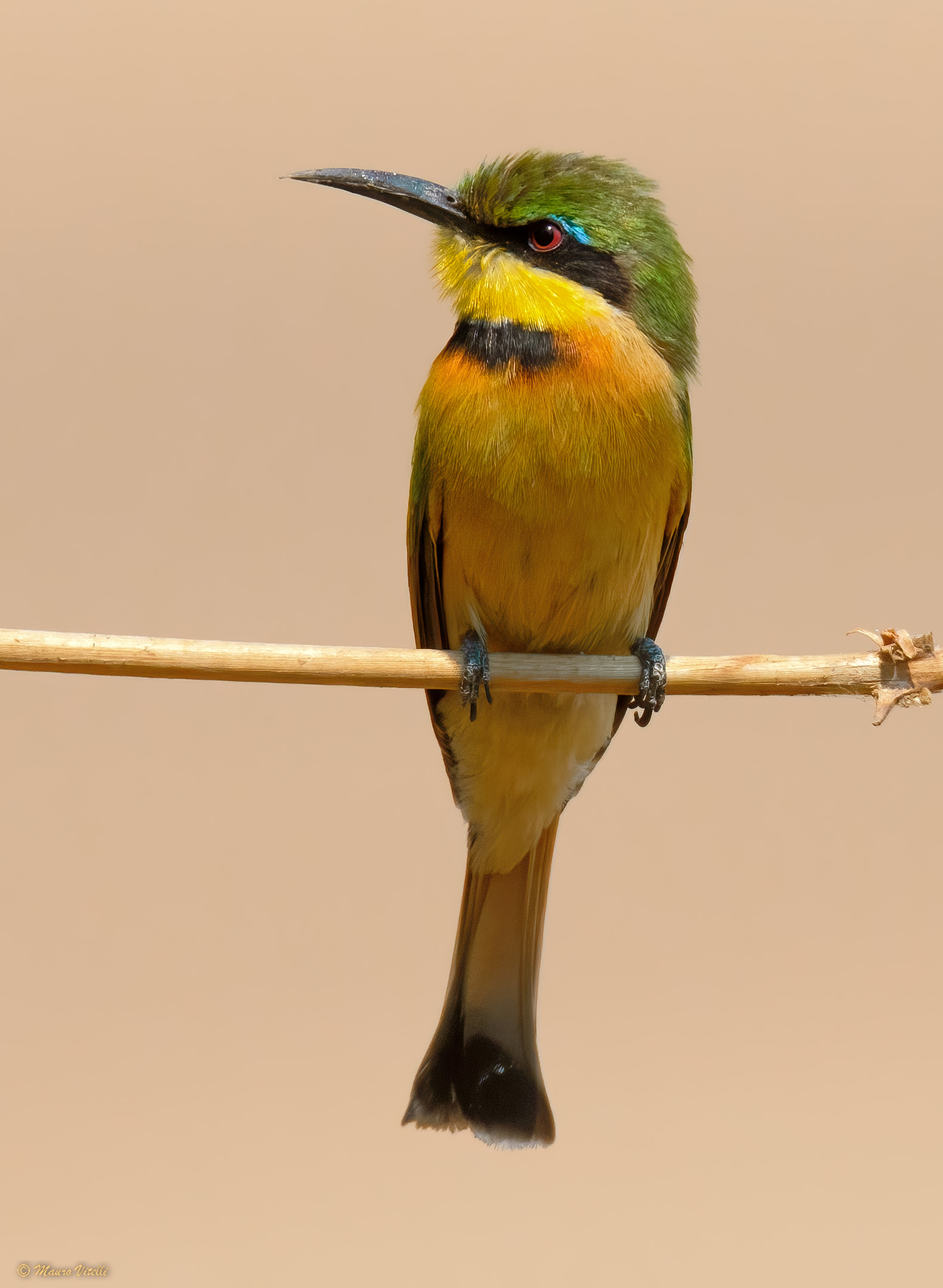 Bee-eater lesser cinnamon Merops pusilus ...