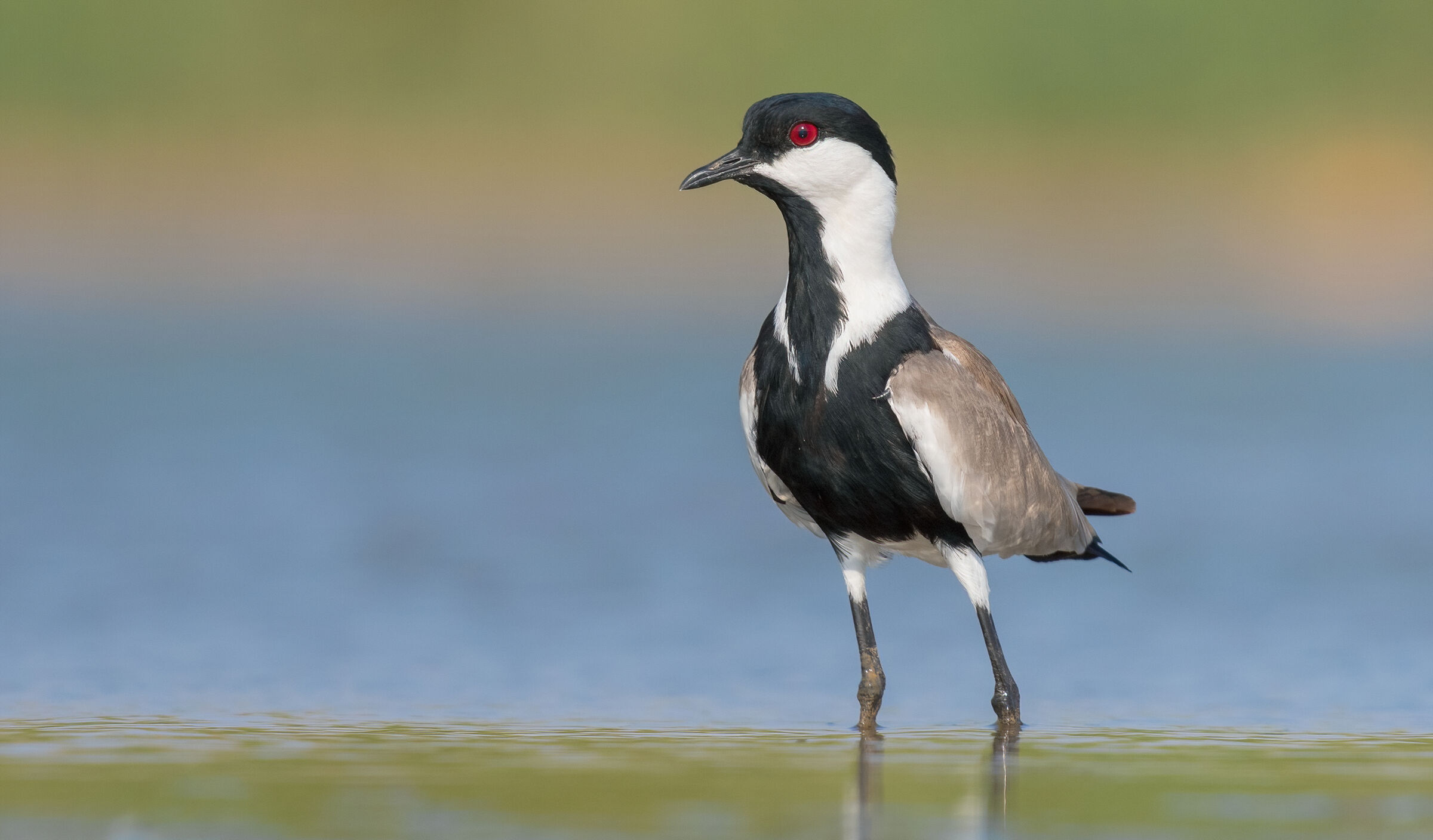 spur winged lapwing...