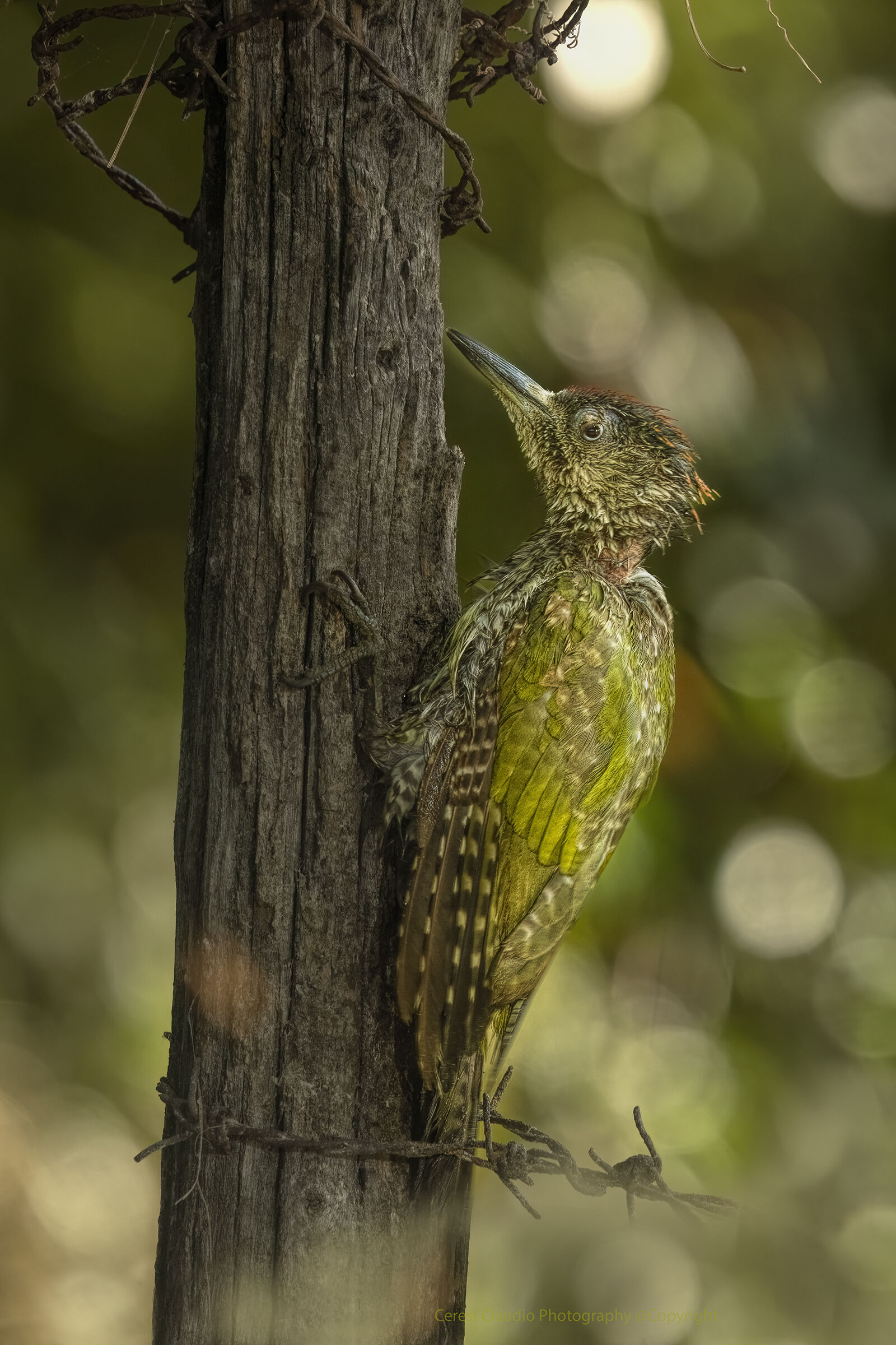 plucker , green woodpecker juvens female ...