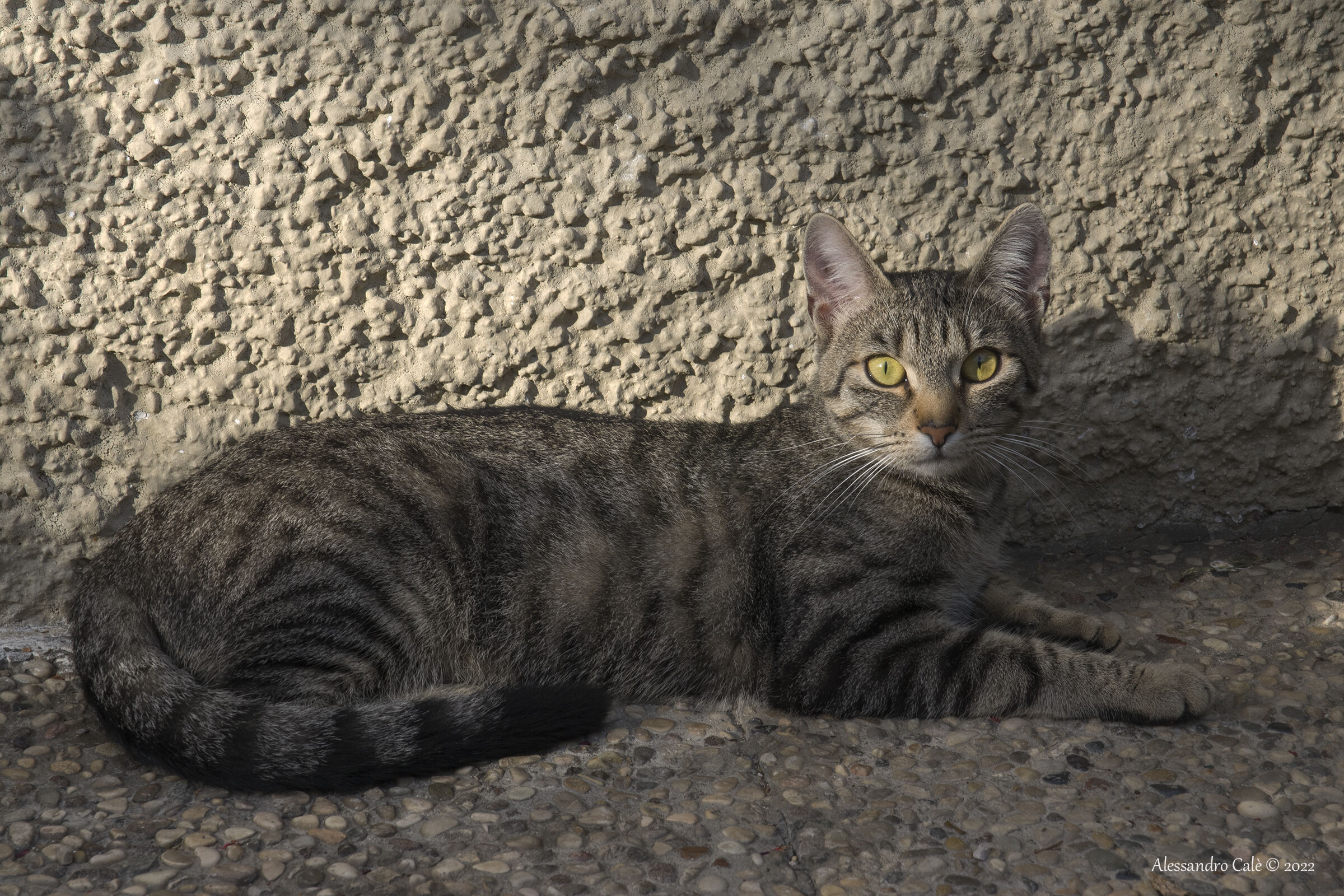 A nice cat in Dobbiaco 7755...