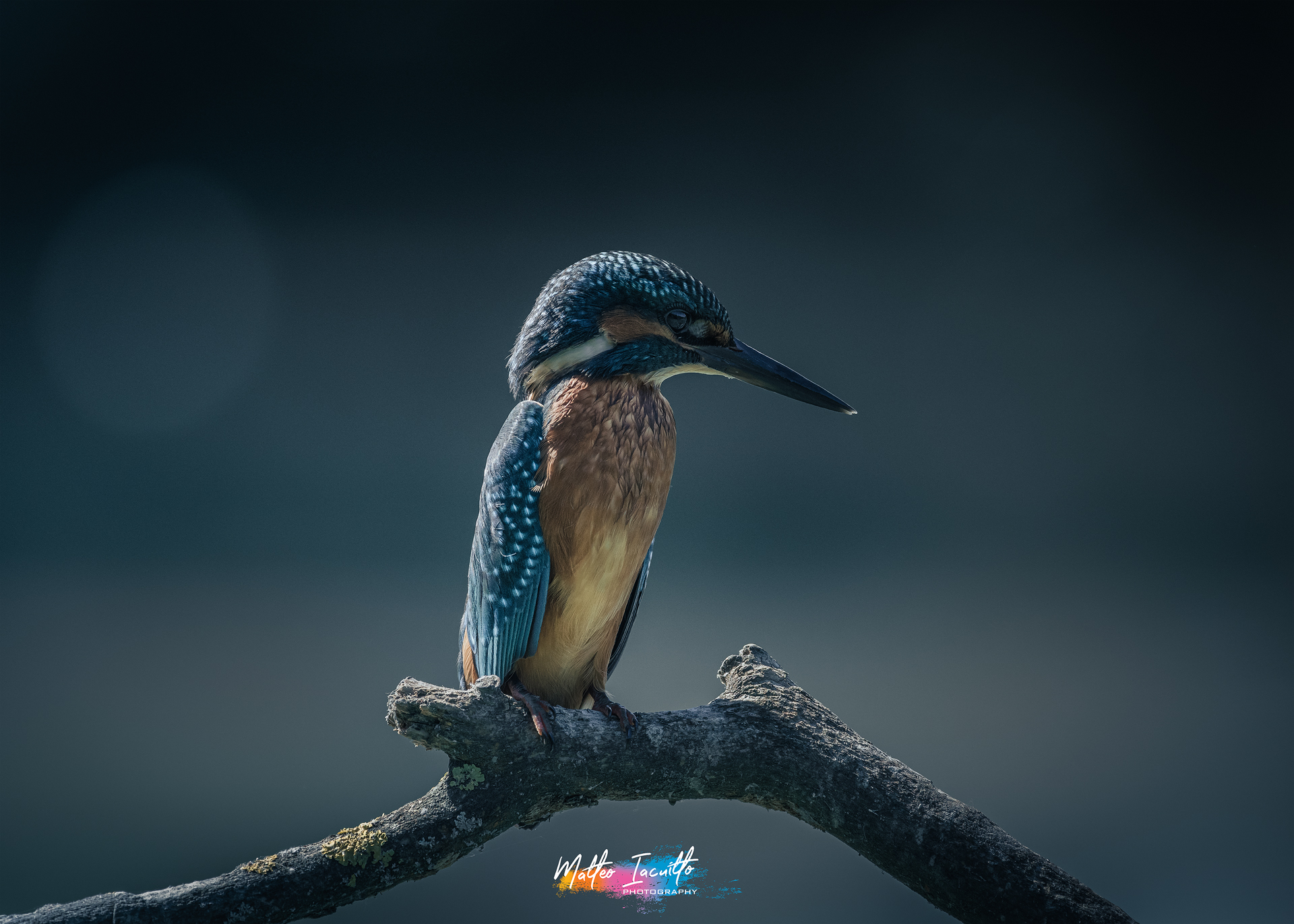 King Fisher...