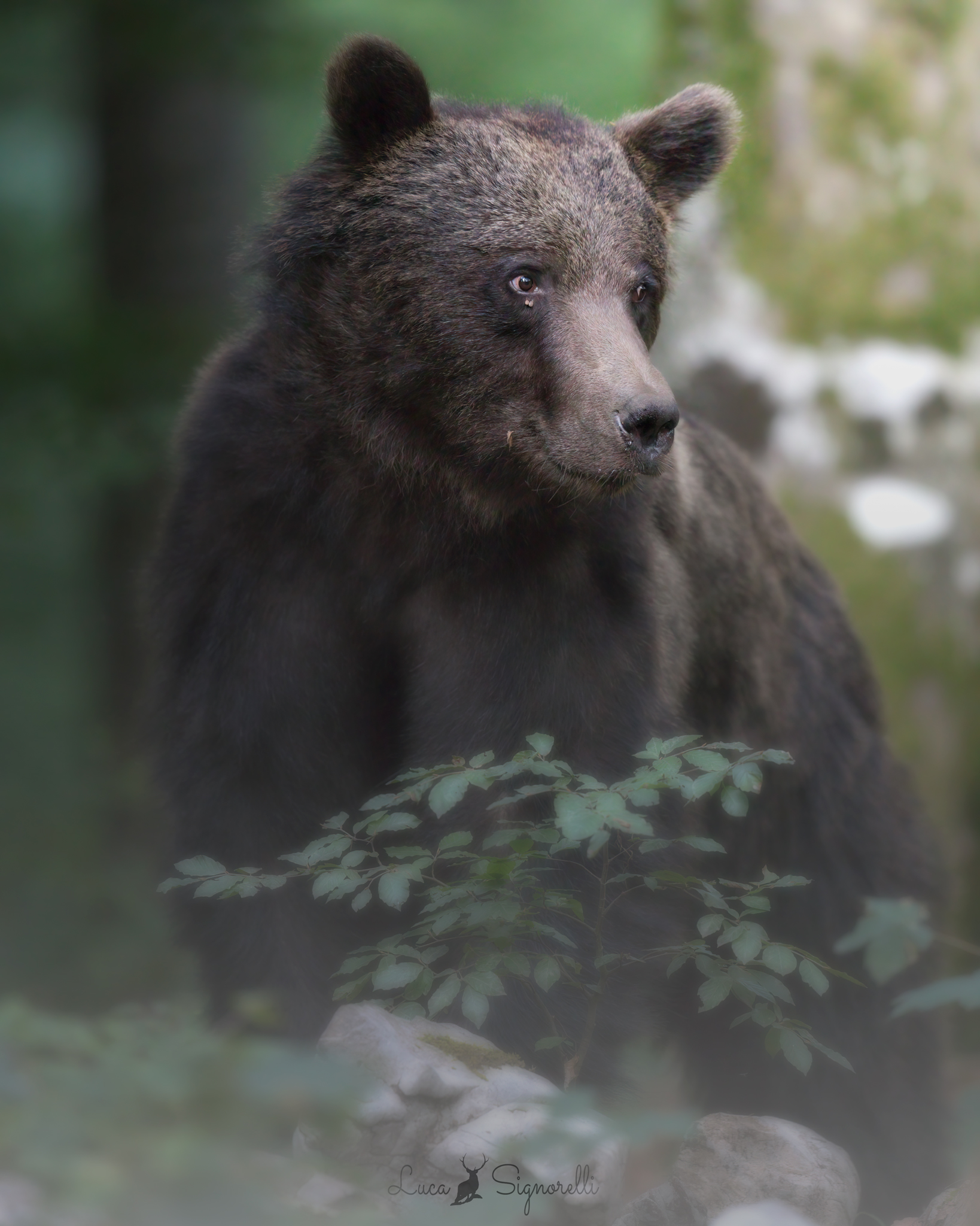 Giovane orso bruno maschio...