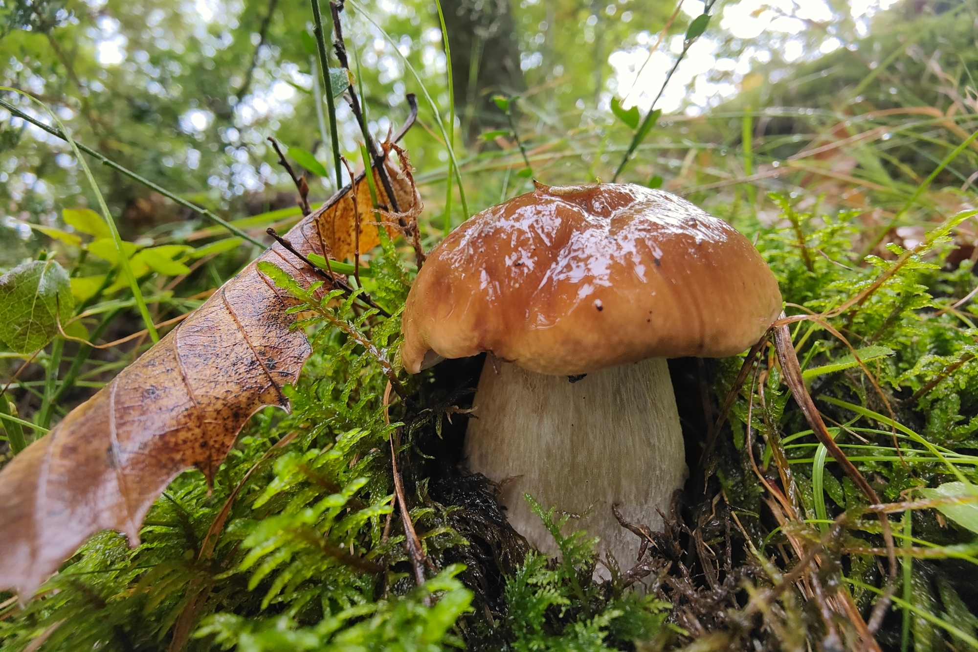 Porcini mushroom....