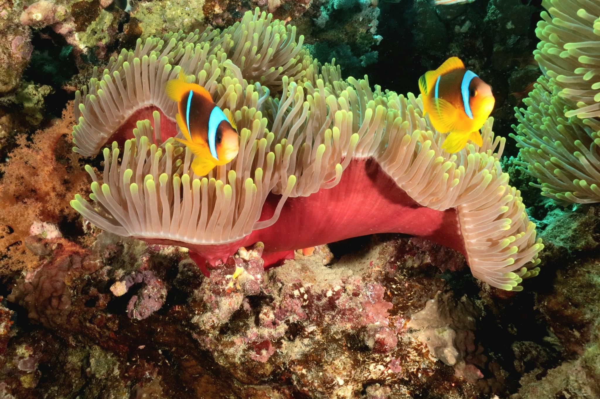 Anemone e clown Fish...
