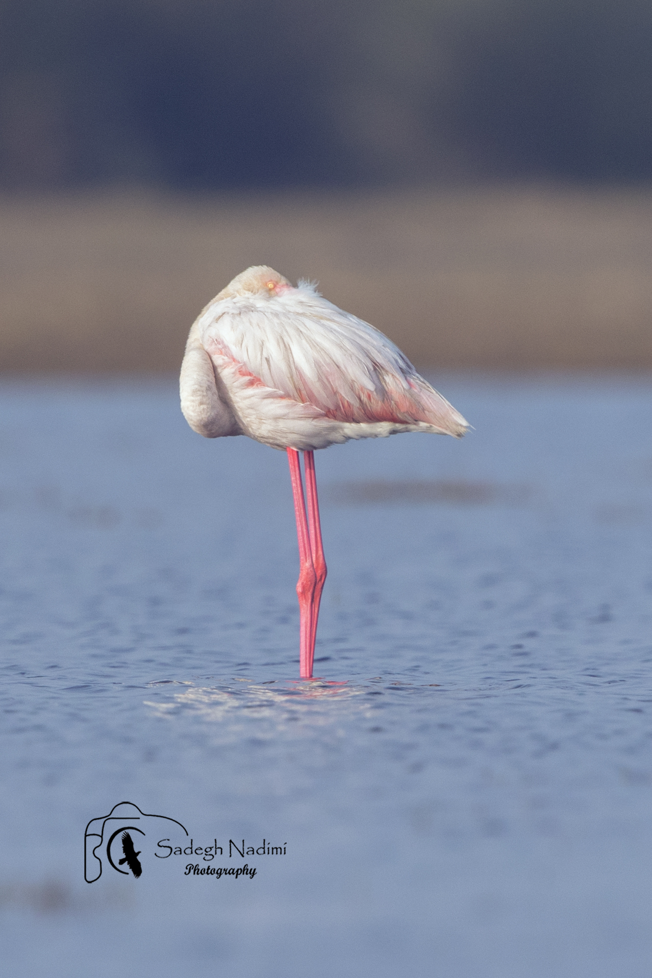 flamingo...
