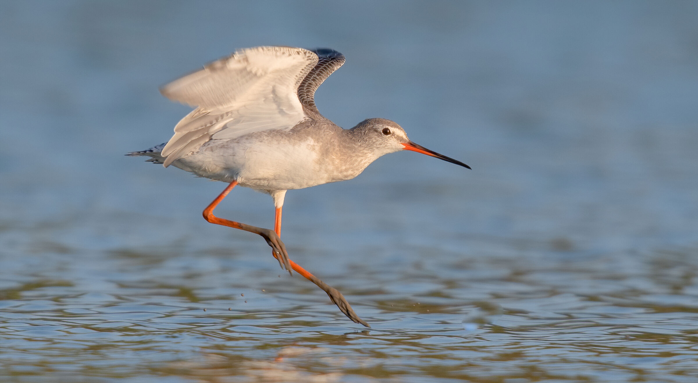 spotted redshank...