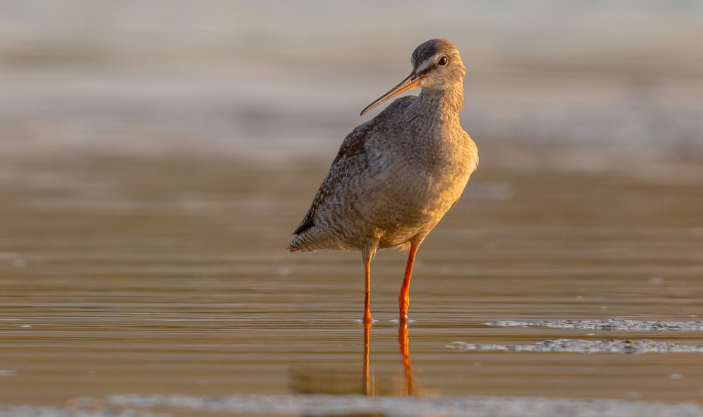 spotted redshank...