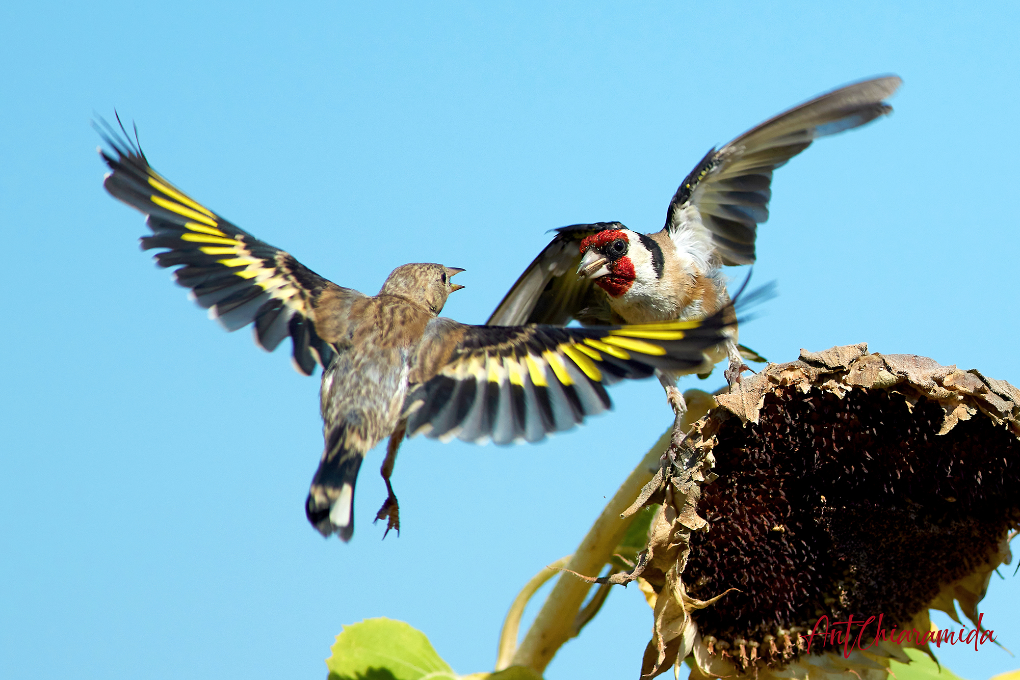Goldfinches and Sunflower...