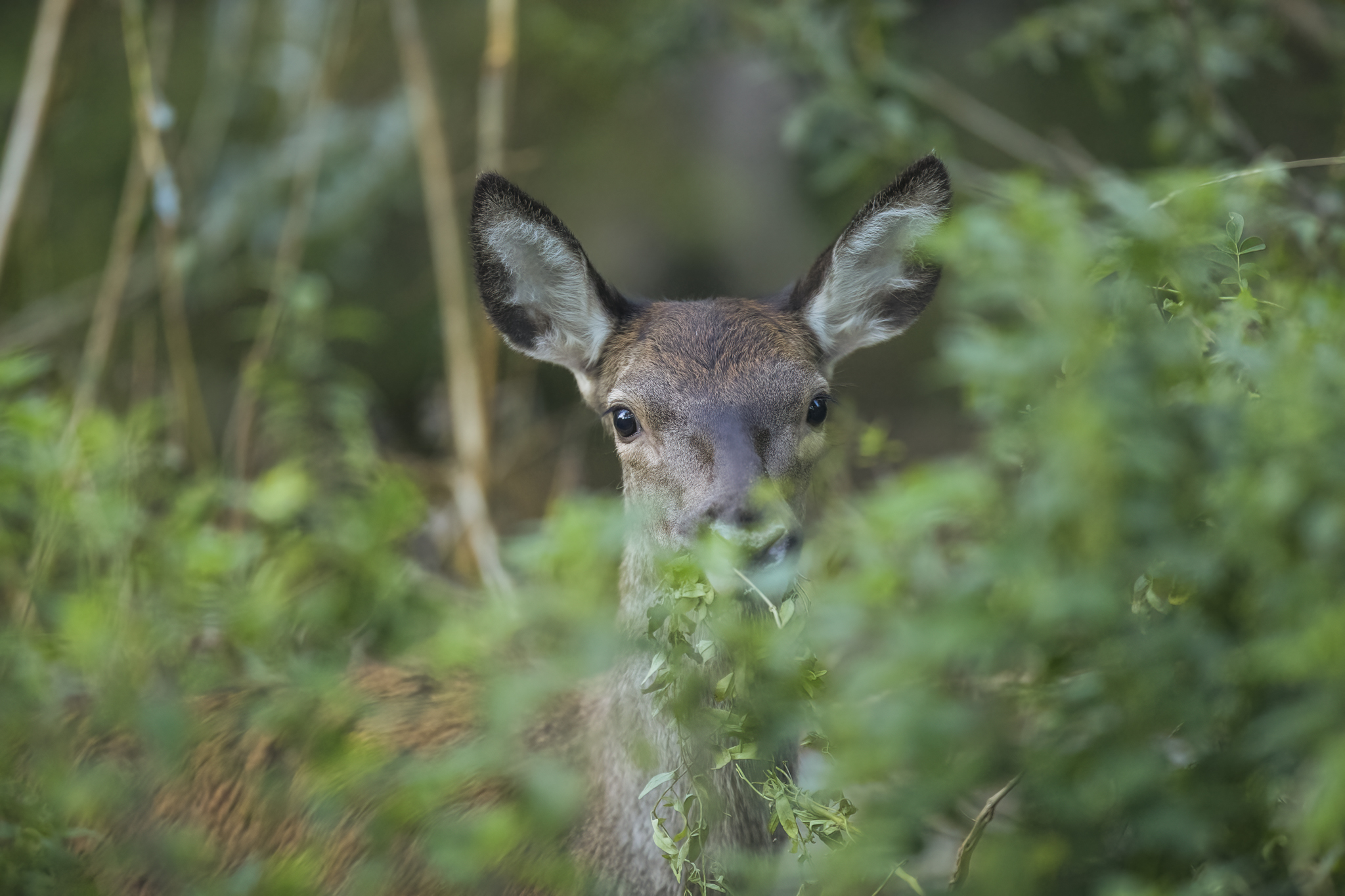 Young female deer...