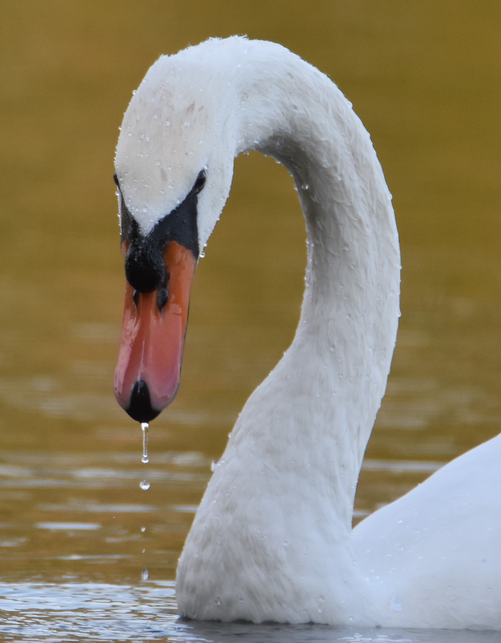 swan...