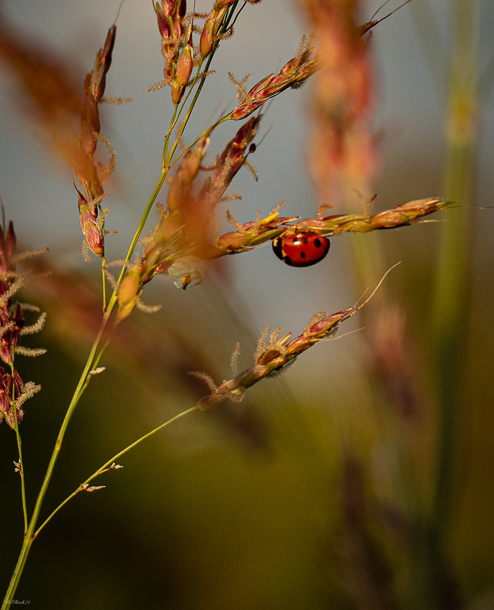 the ladybug...