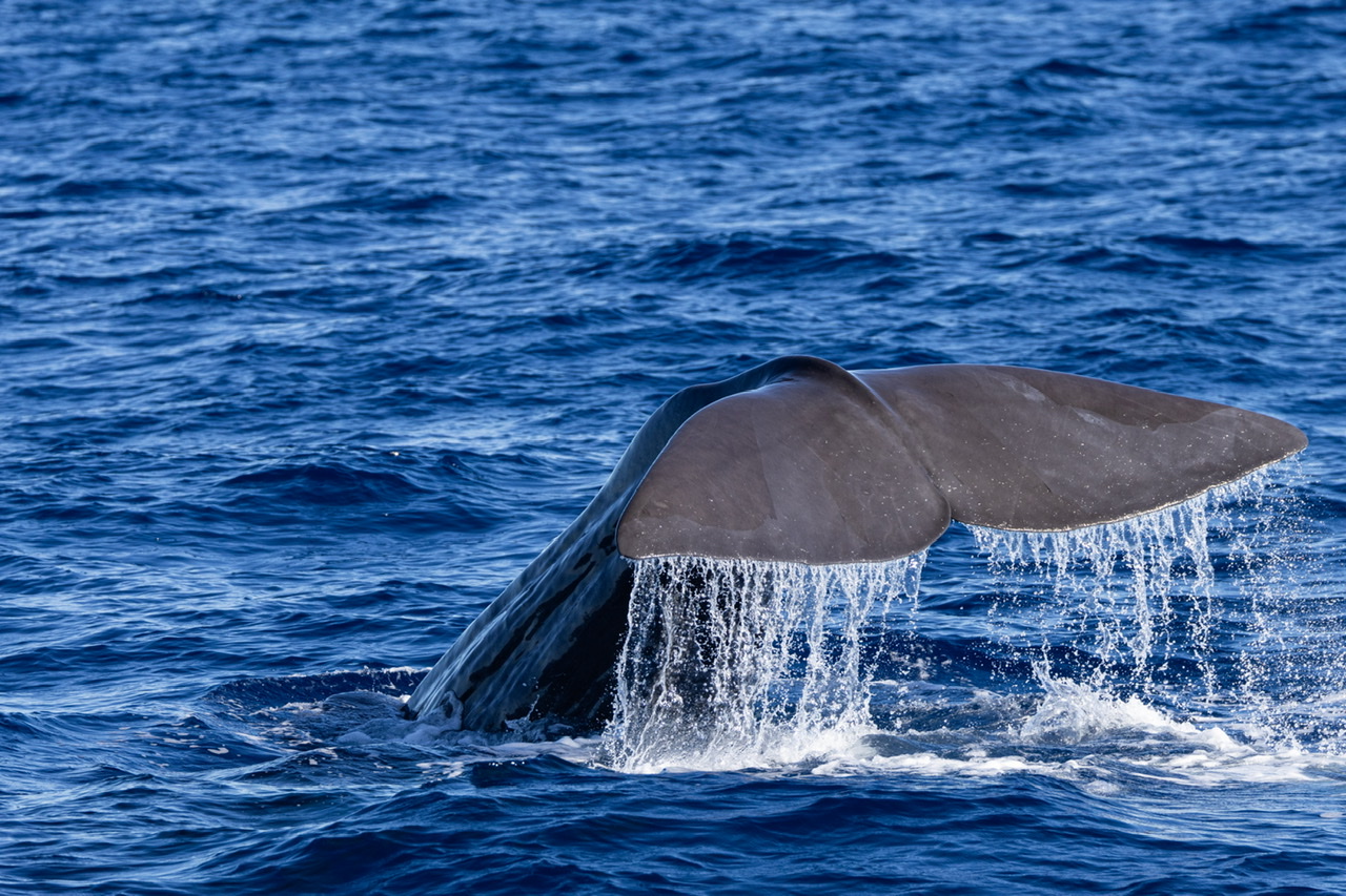 The tail of the Sperm Whale...