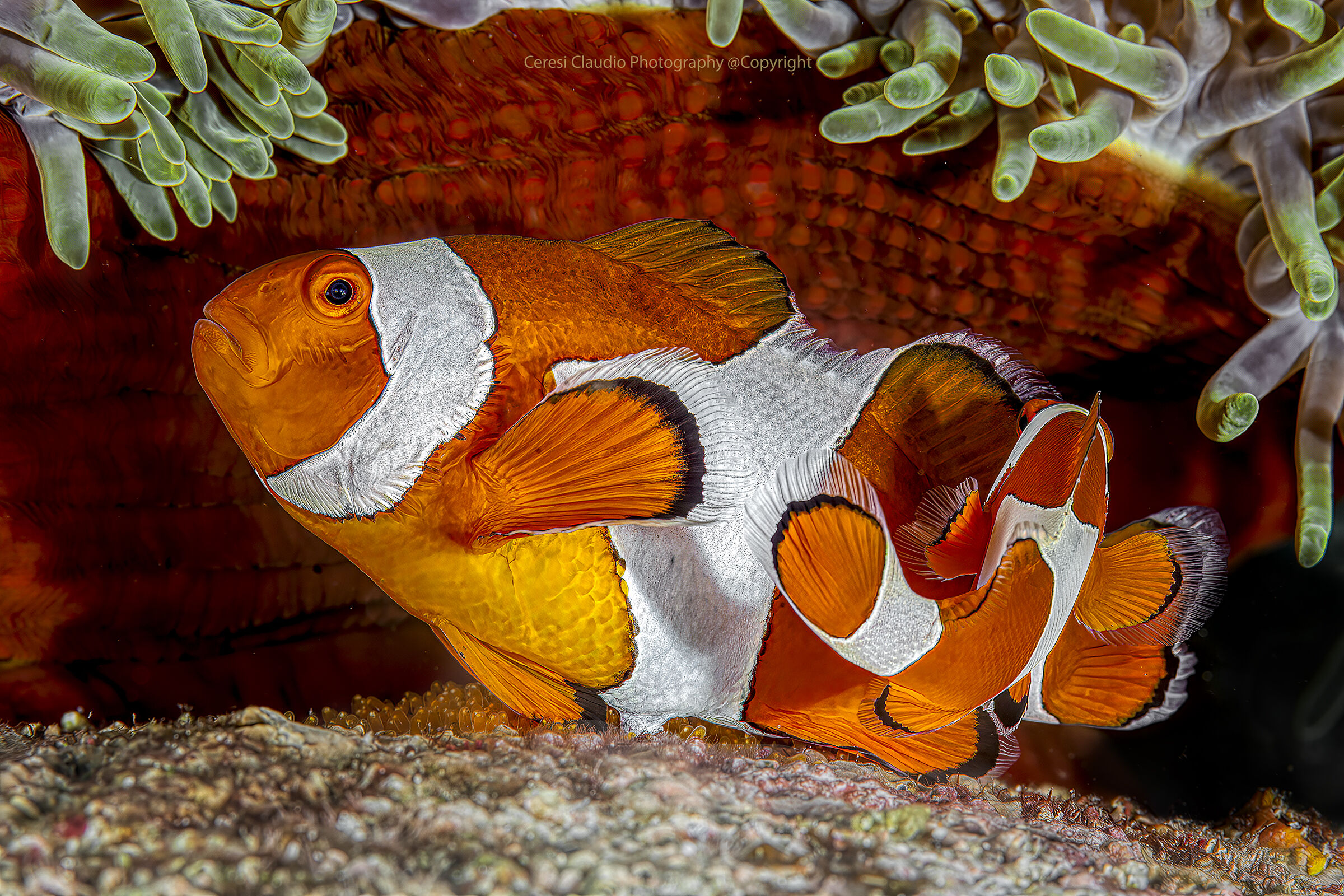 Australian clownfish Amphiprion ocellaris ...