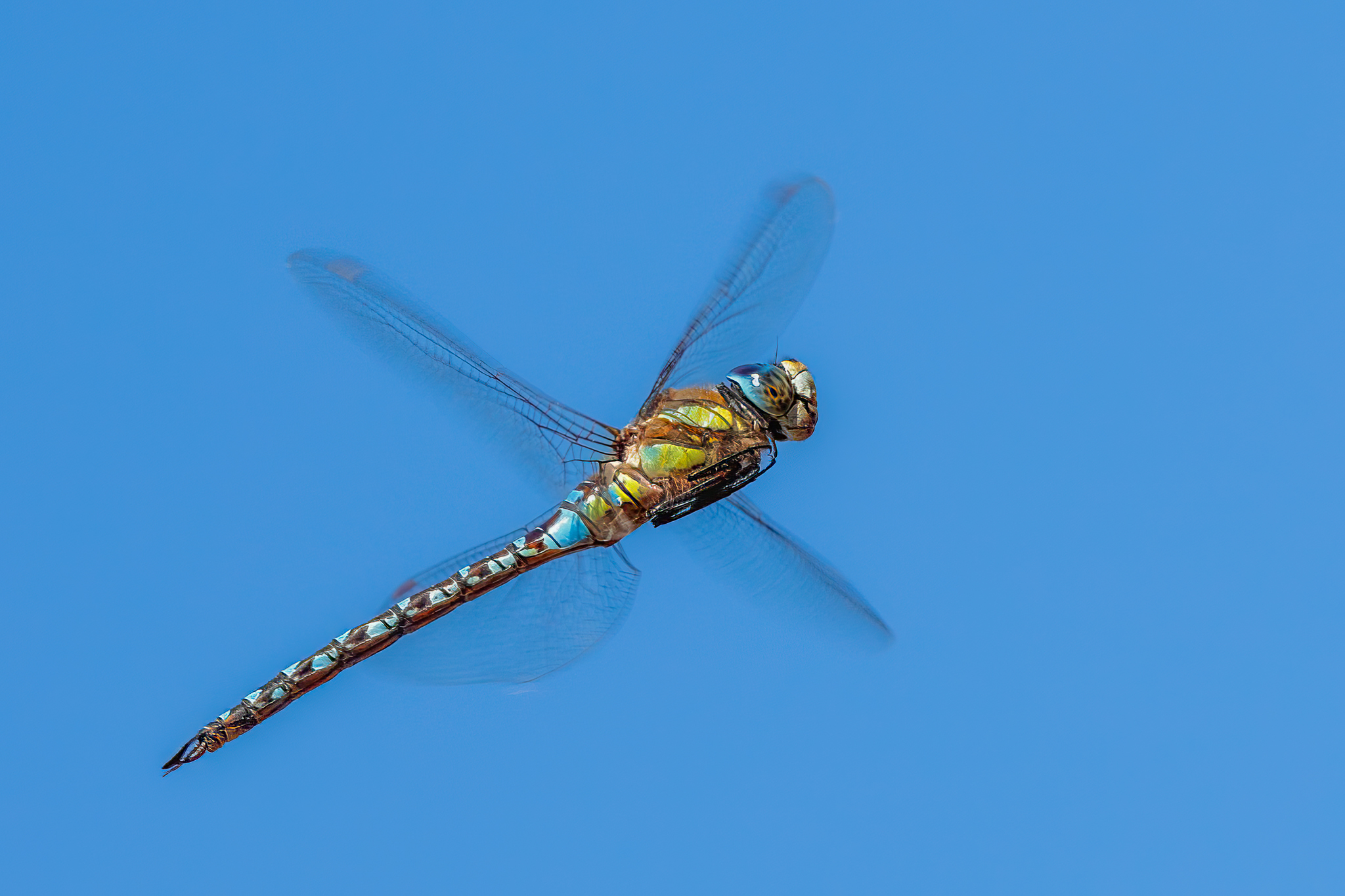 The flight of the dragonfly...