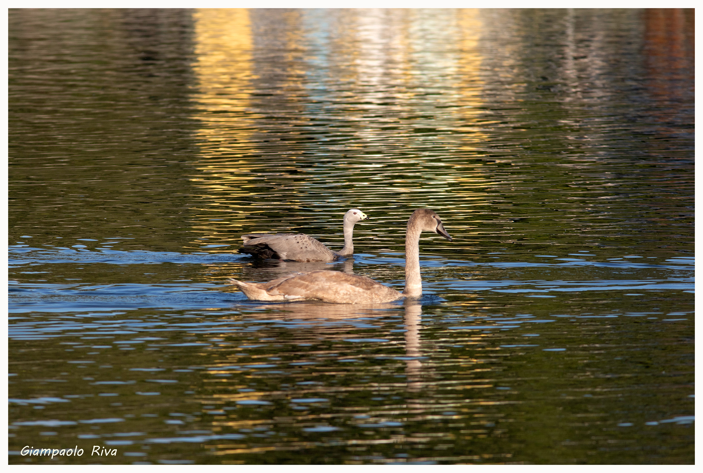 Goose and swan...