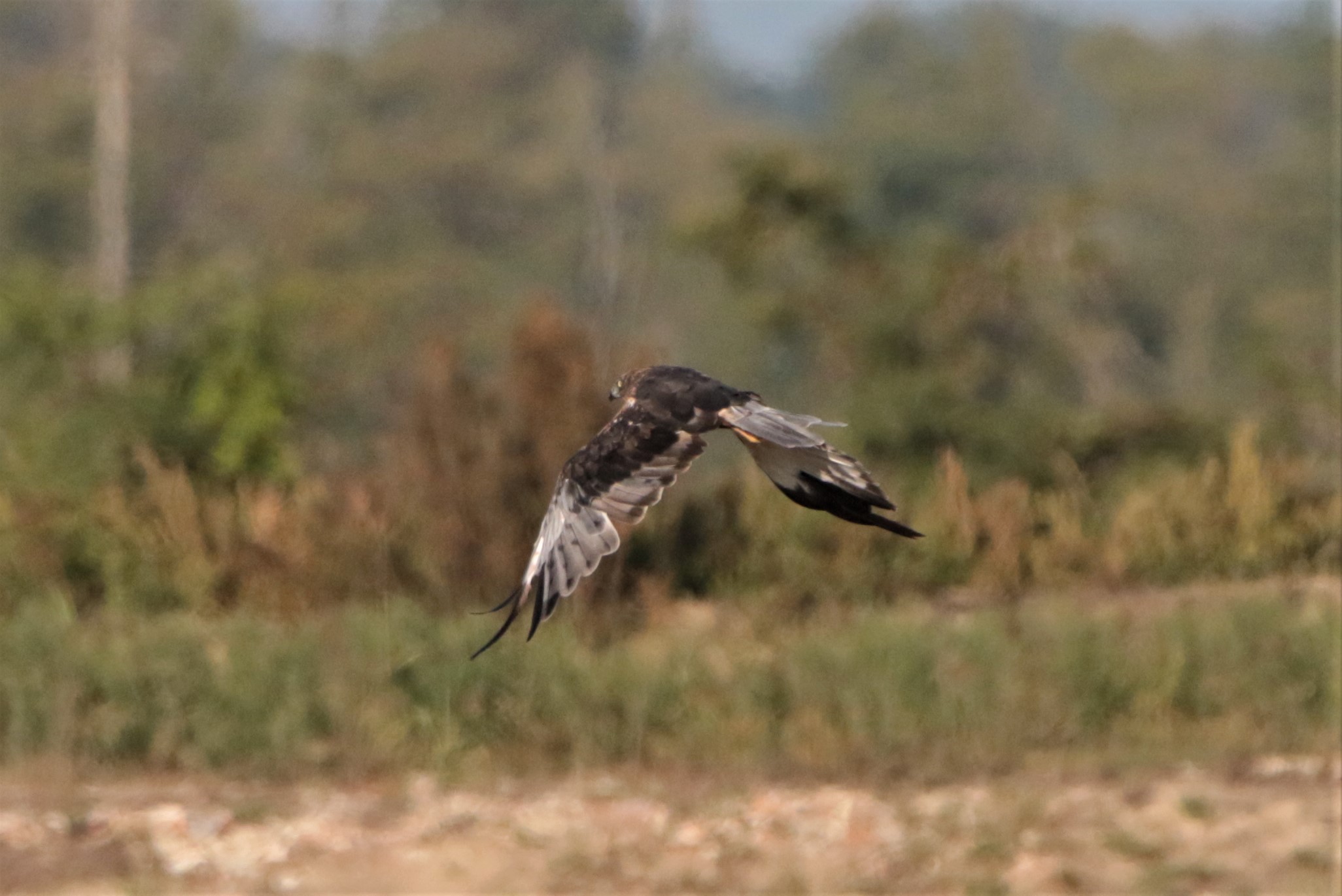 red kite on the run!...