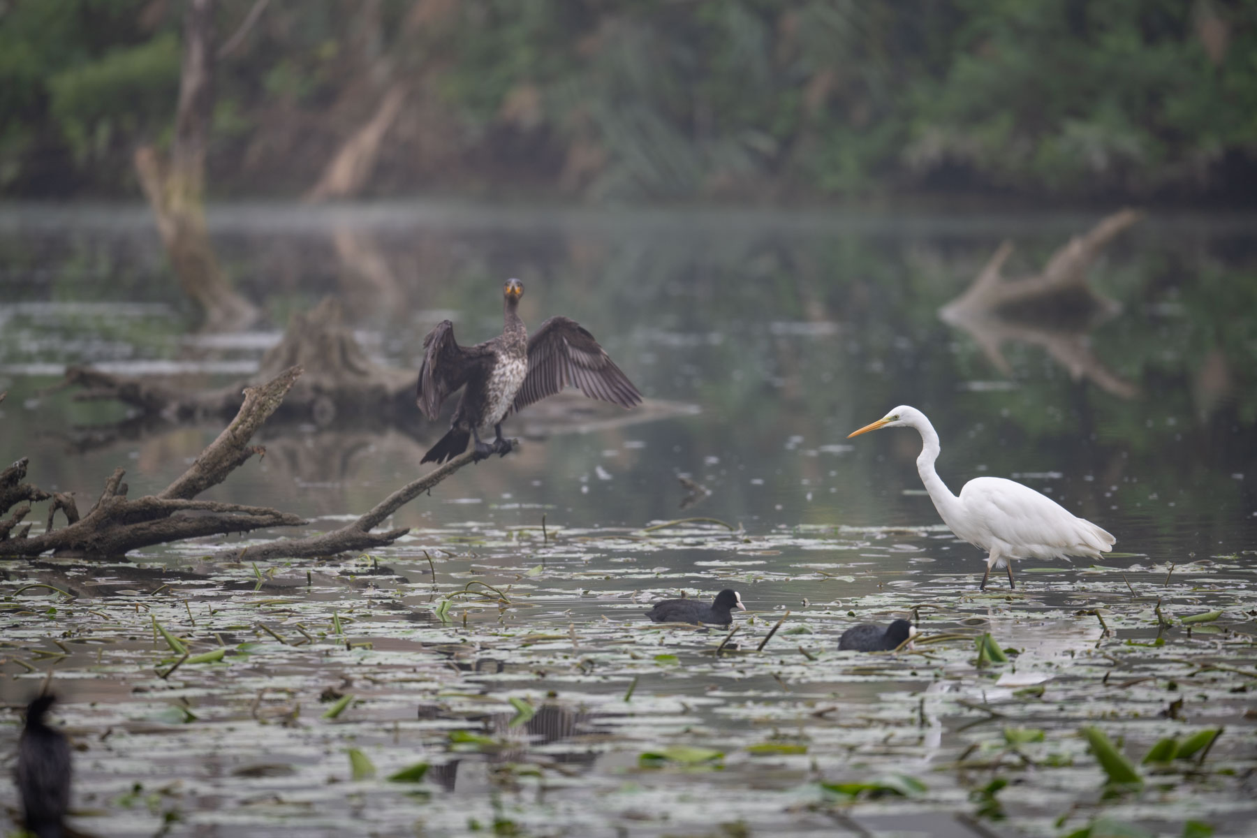 Great white heron and friends...
