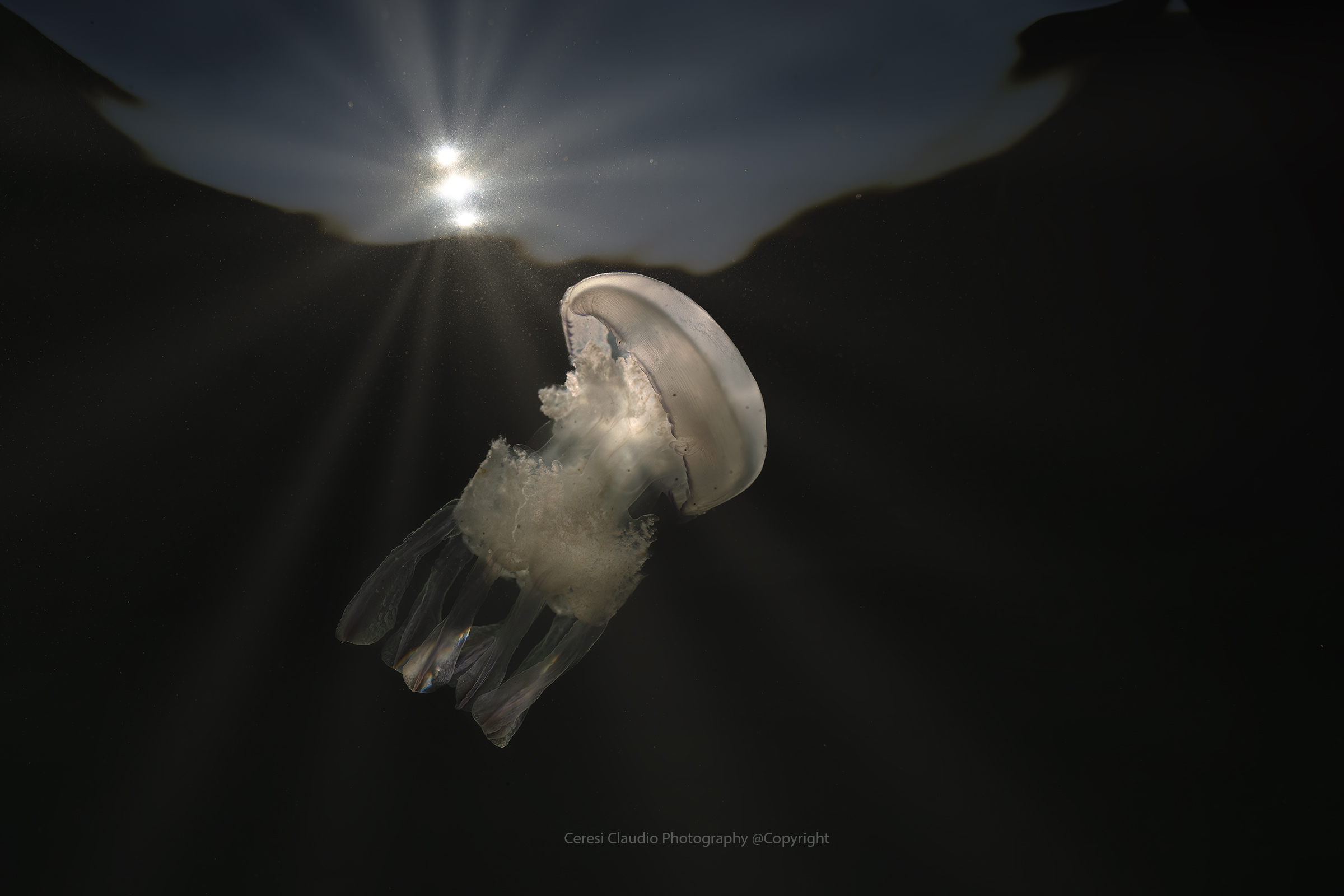Jellyfish  polmone di mare  Rhizostoma pulmo...