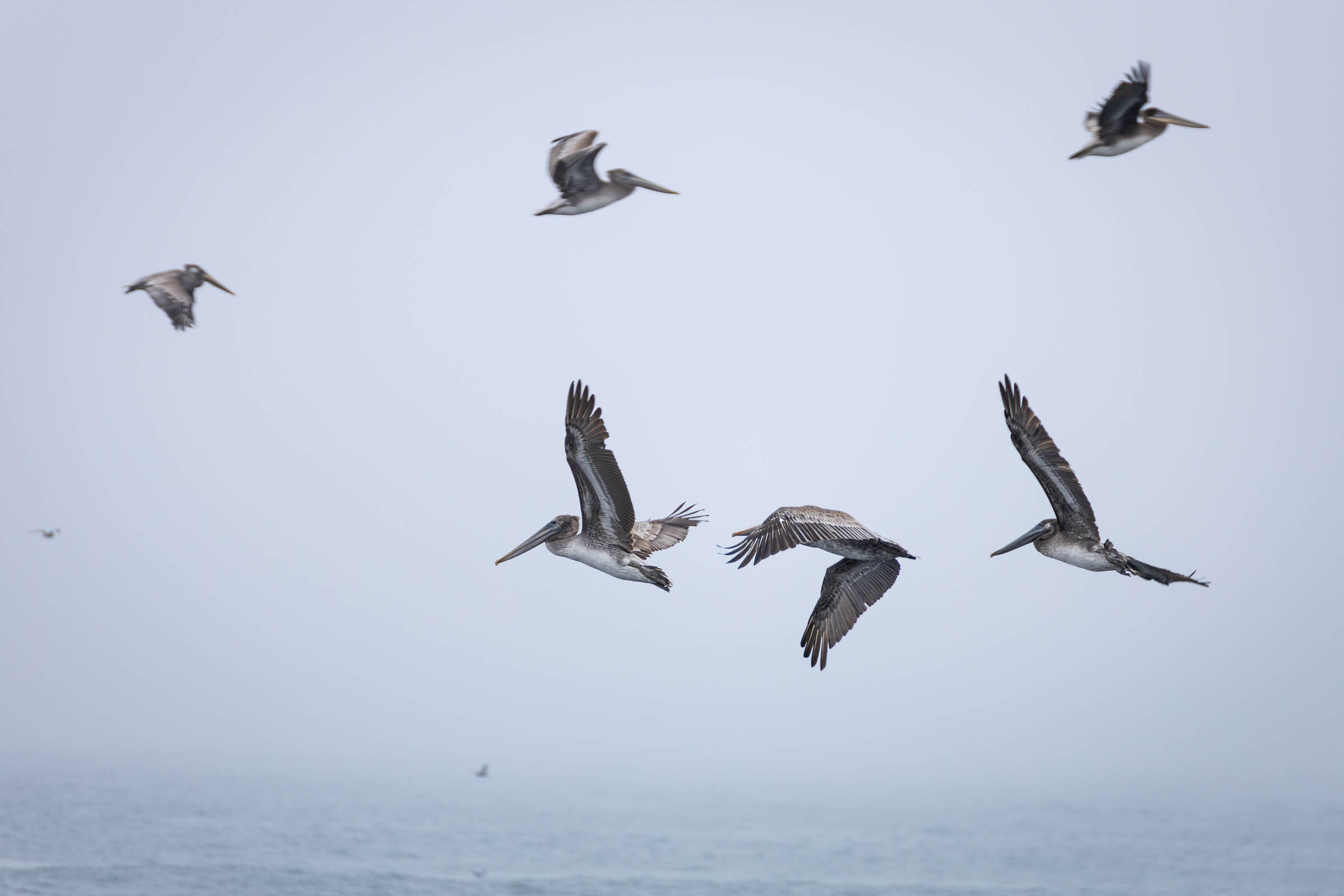 pelicans in flight...