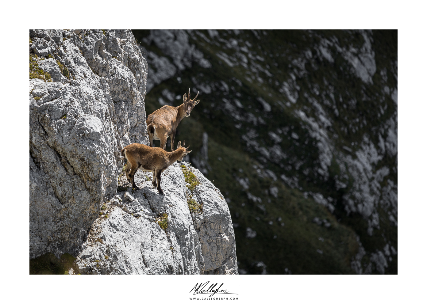 Young ibex...