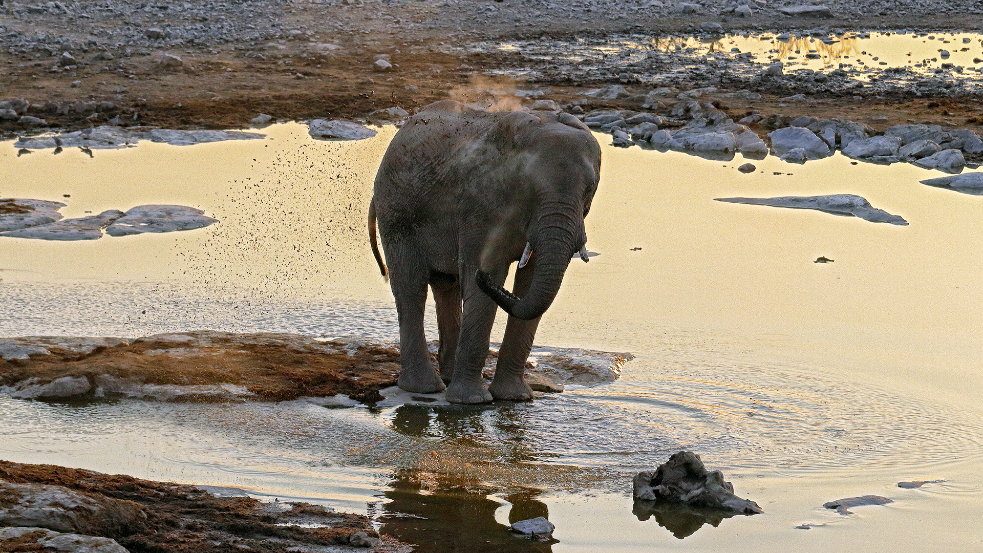 Elephant wash...