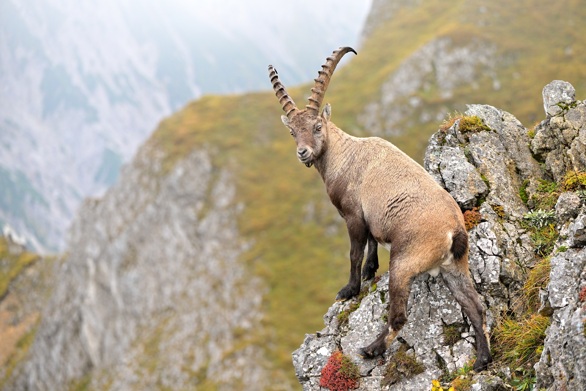 Alpine ibex...