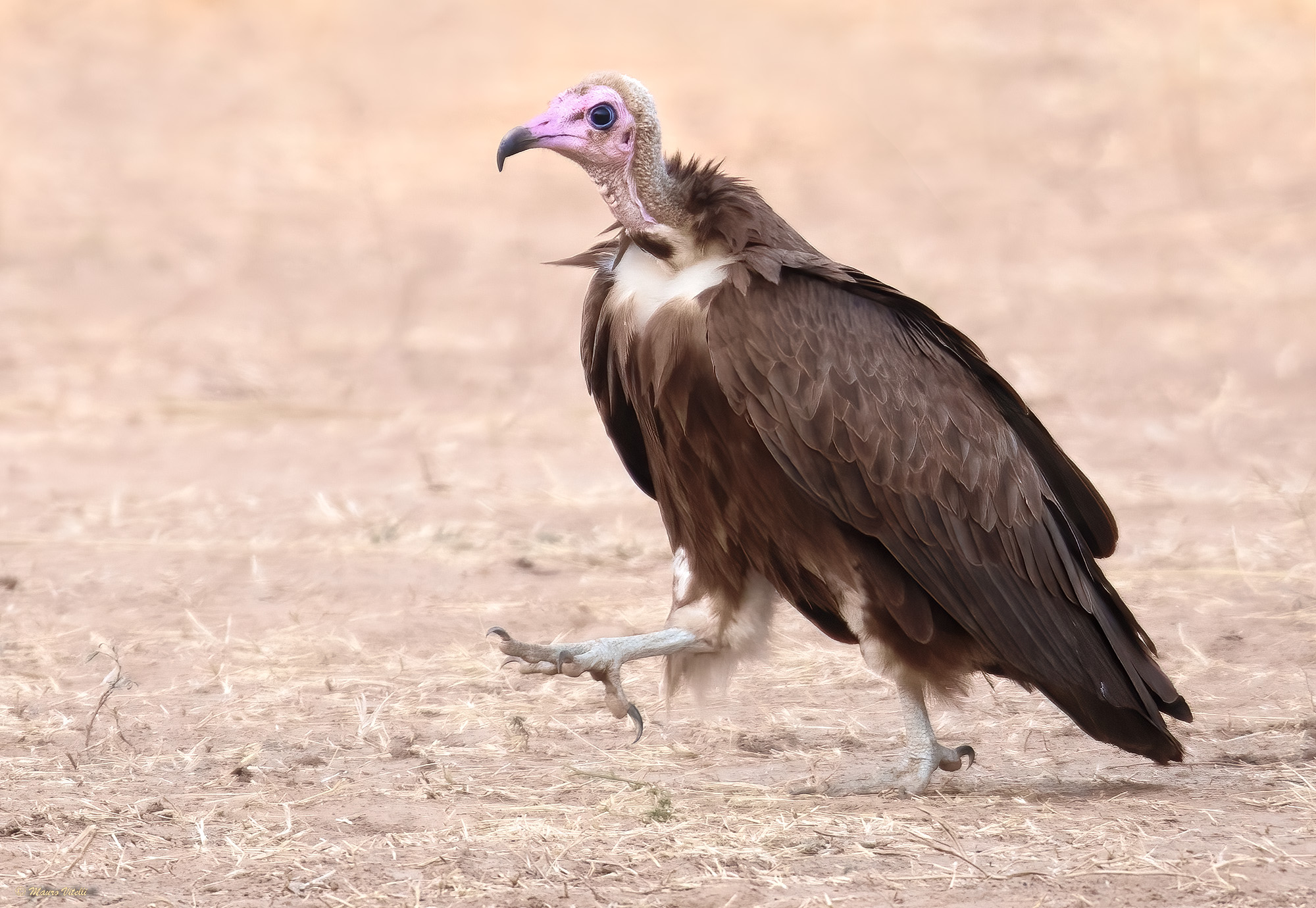 Avvoltoio incappucciato (Necrosyrtes monacus)...