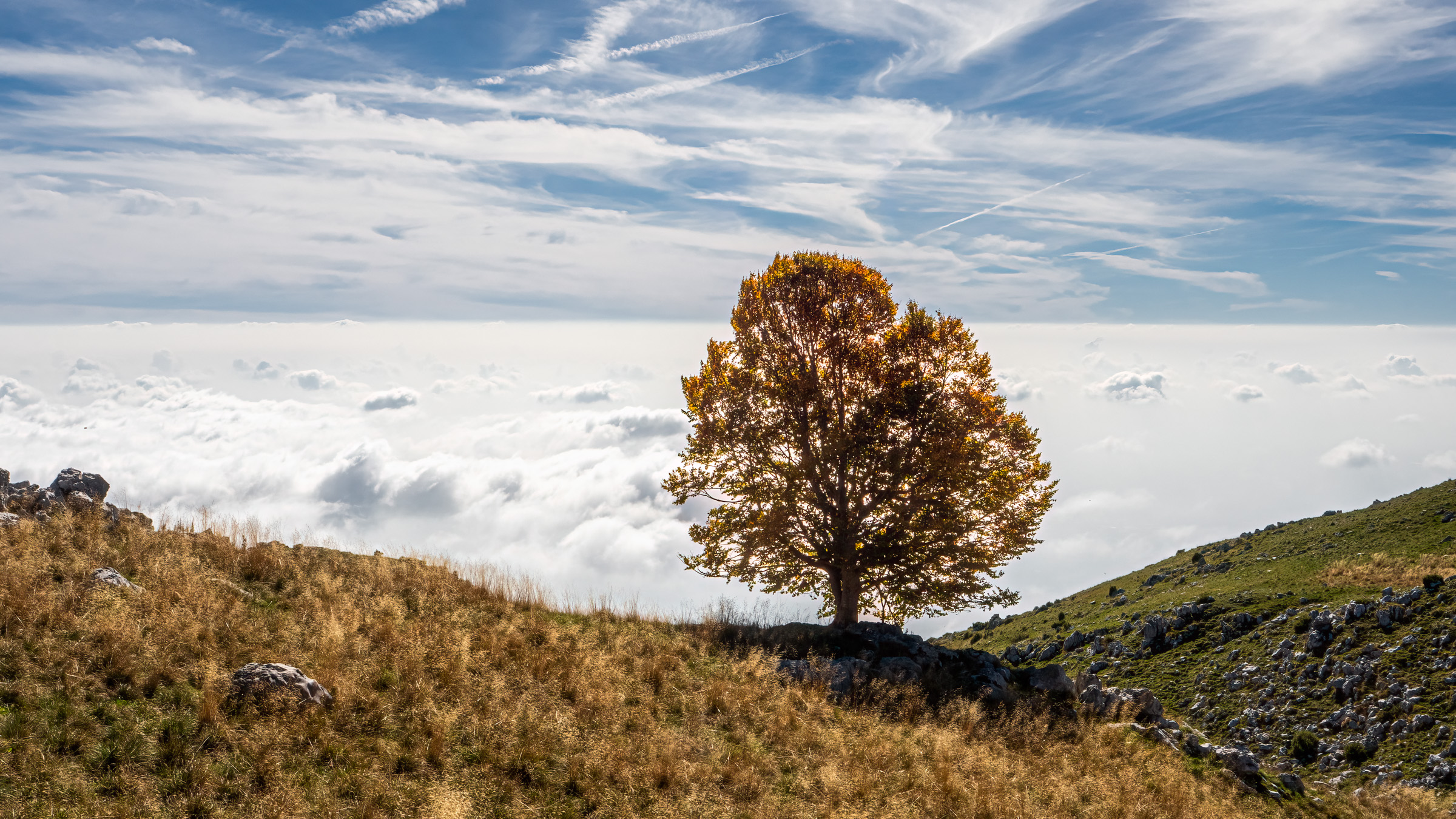 the tree above the clouds...