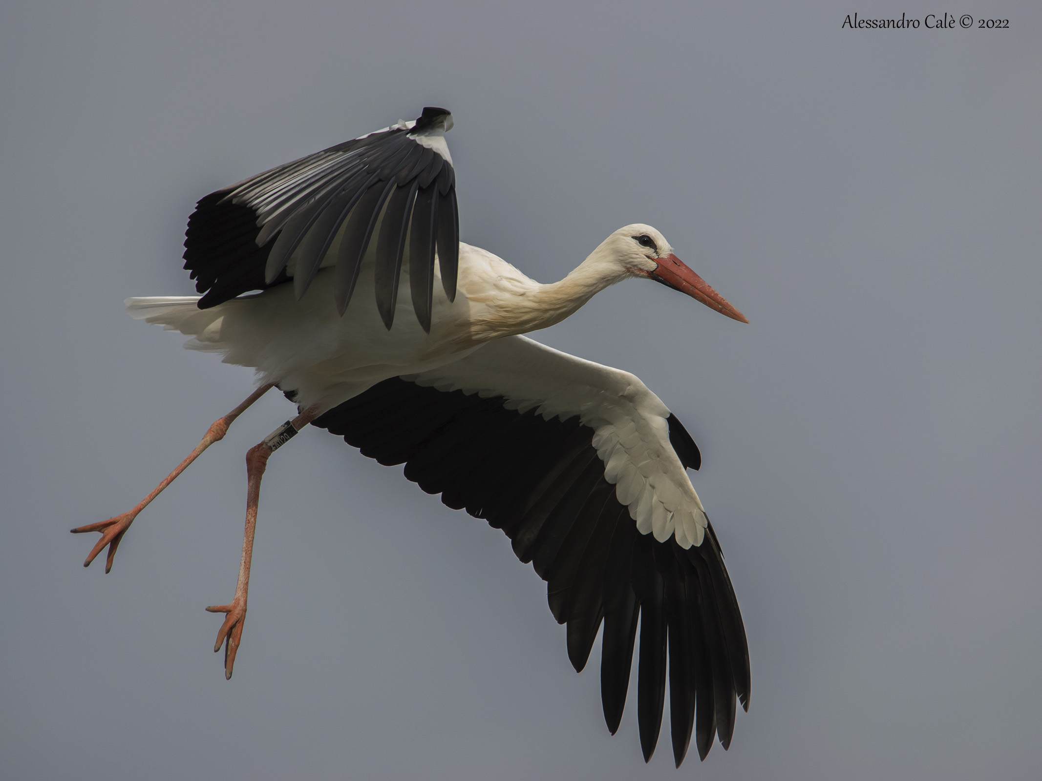 Ciconia ciconia (White stork) 9556...