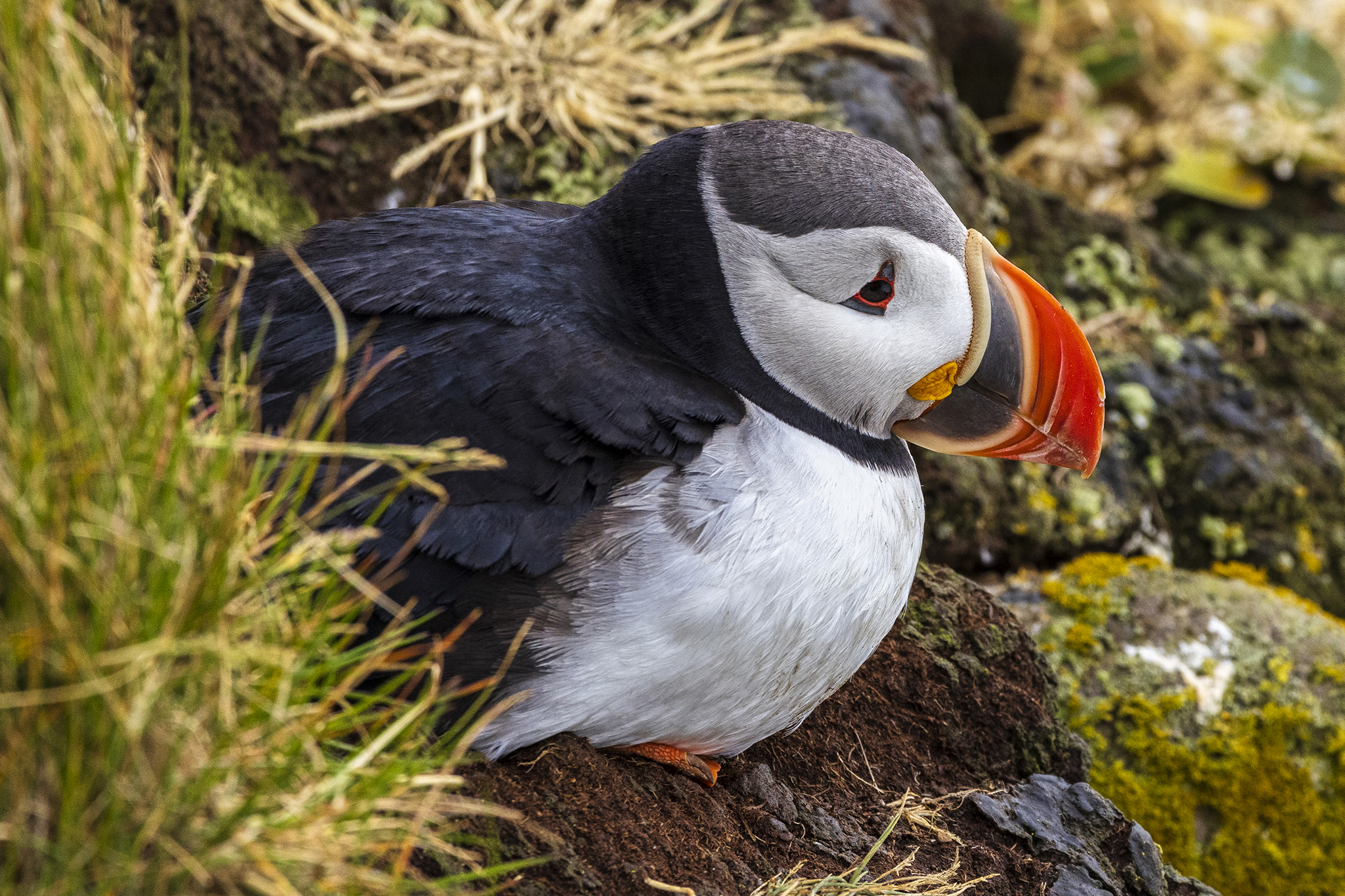 Puffin in Látrabjarg - Iceland...