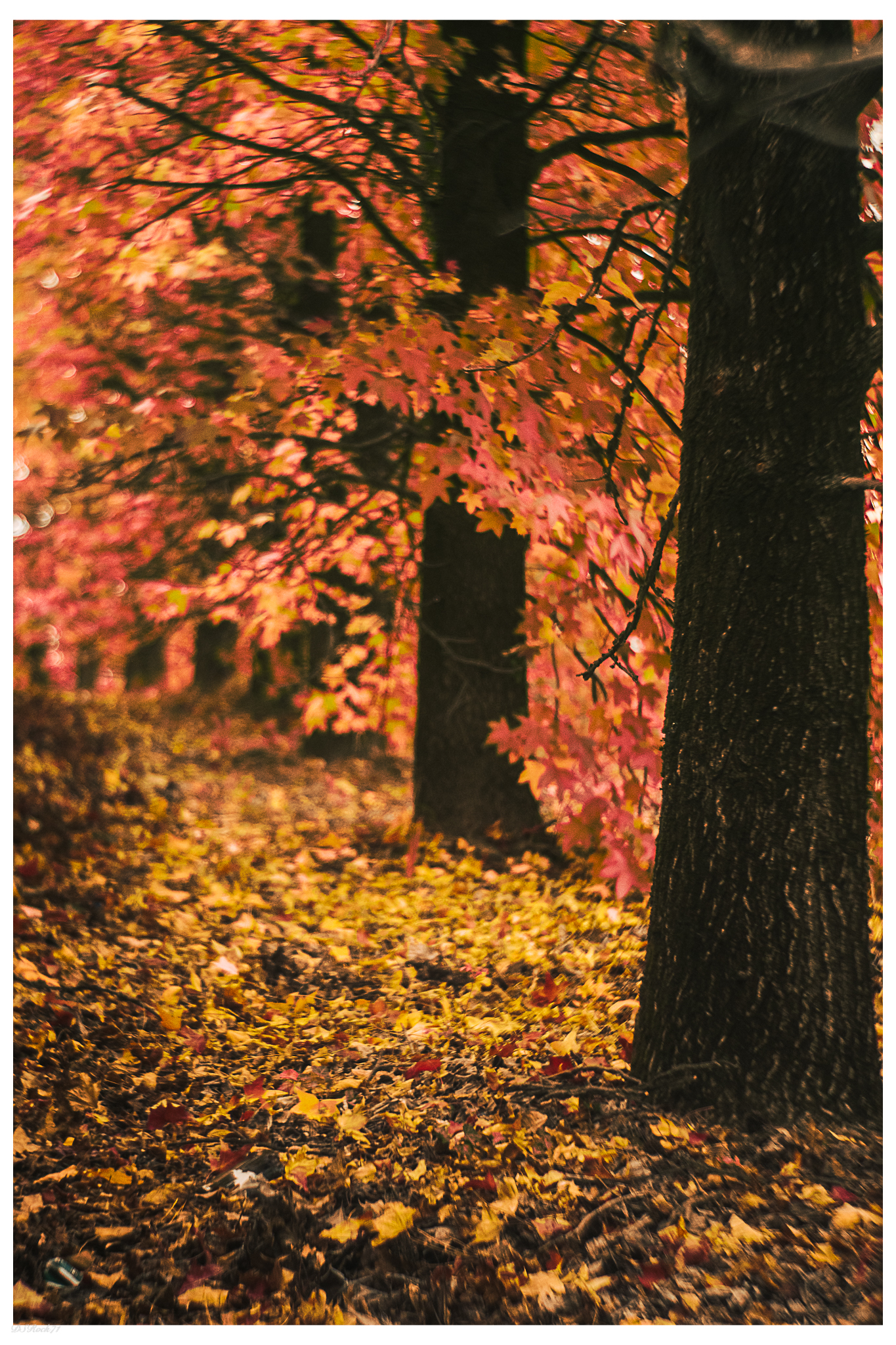 colori d'autunno...