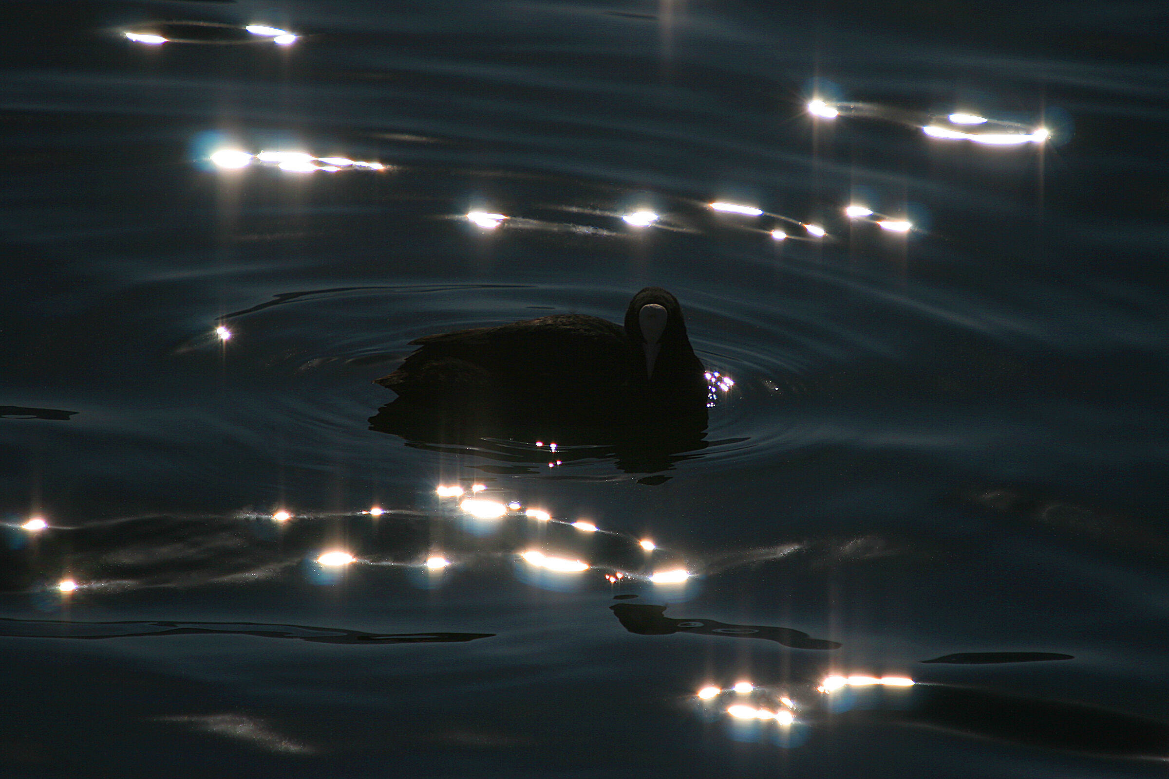 Coot against the light...