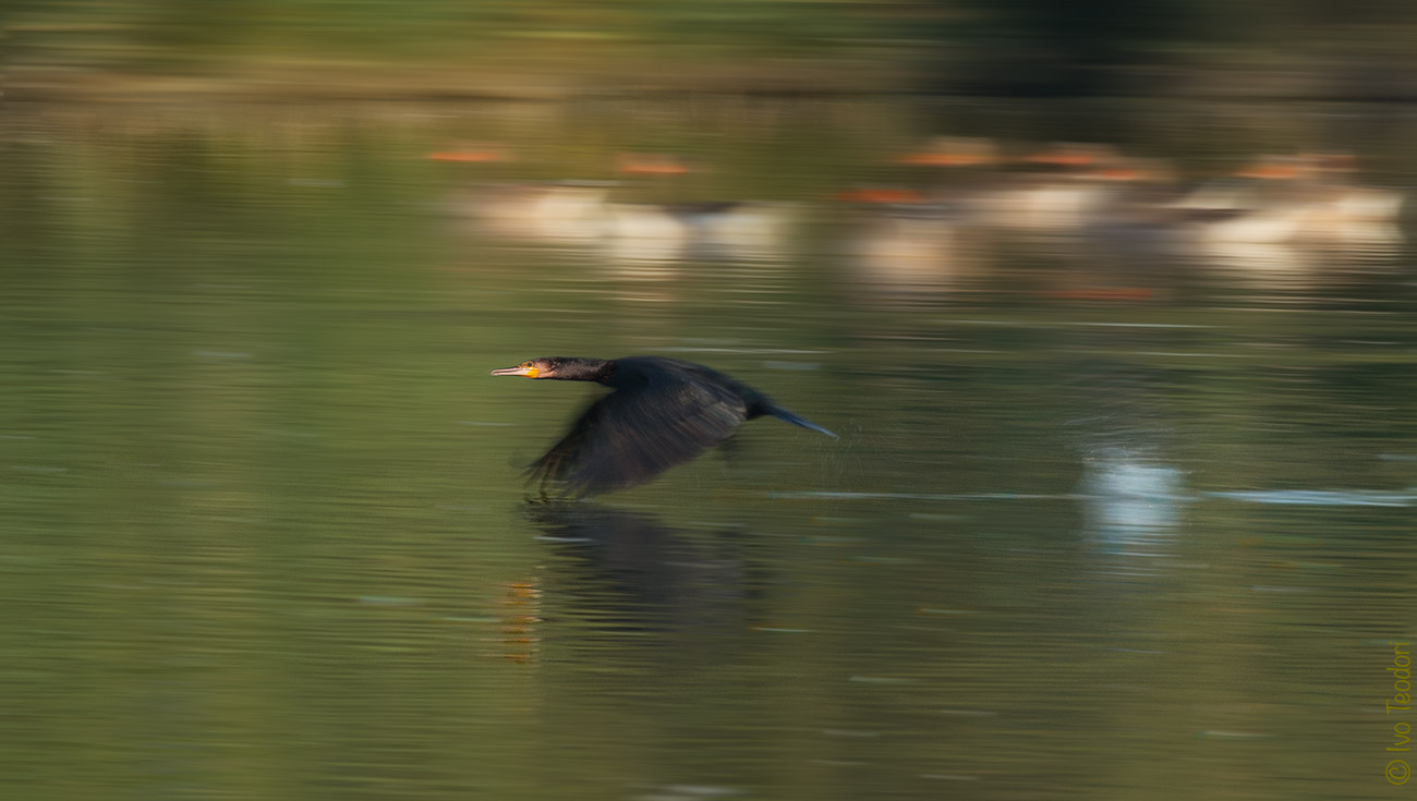 Panning for a cormorant....