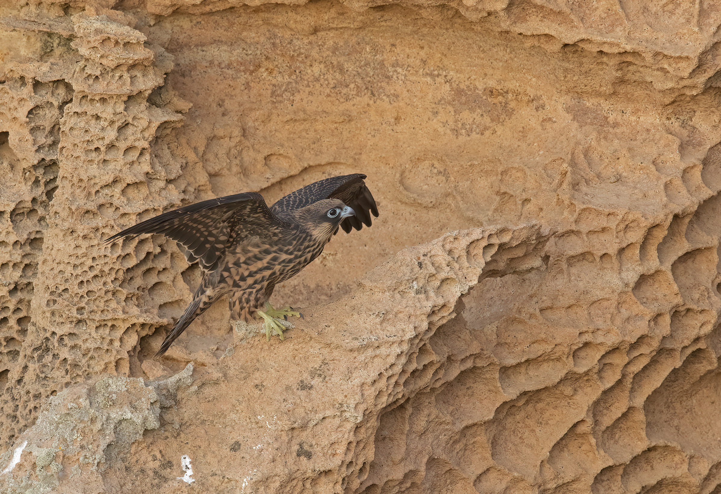 falco della regina(falco eleonorae)...
