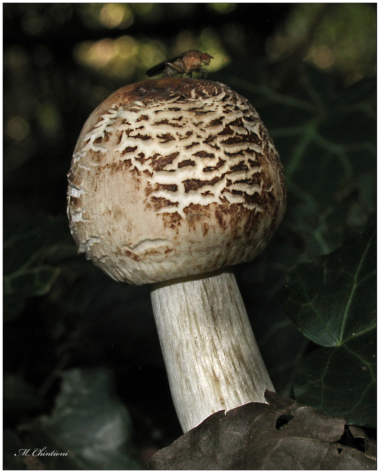 Fungi...