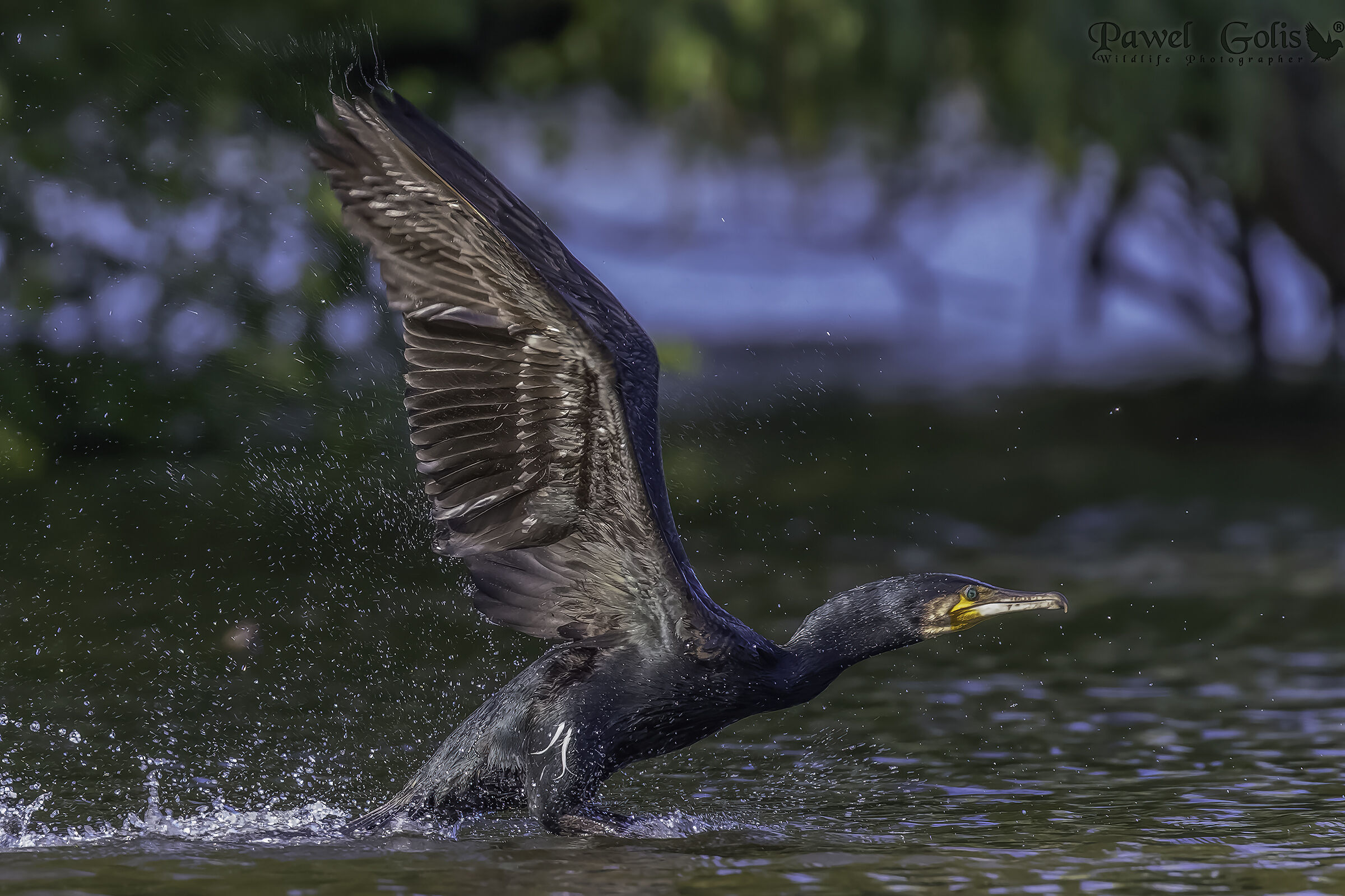 Great cormorant (Phalacrocorax carbo)...