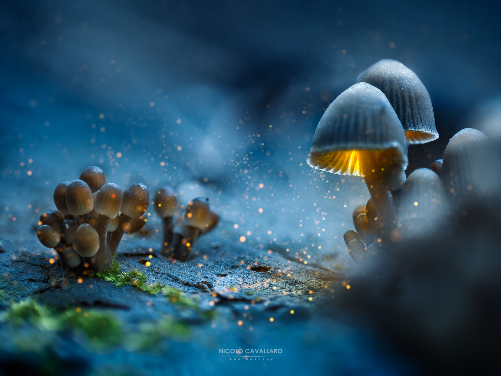 Glowing mushrooms...