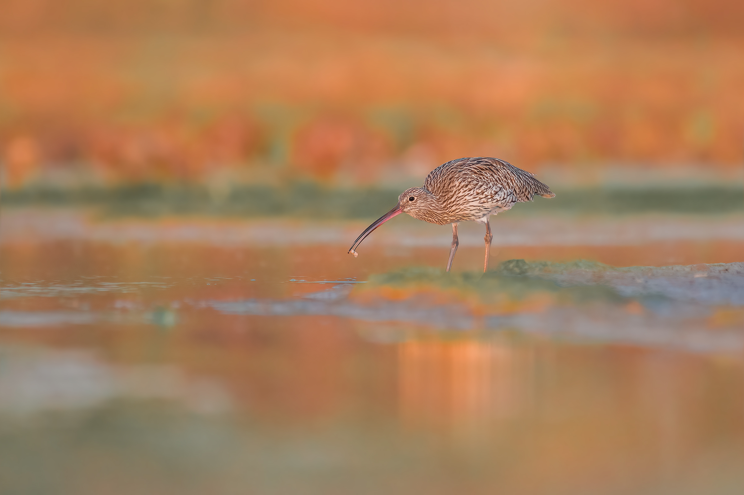 Curlew ...