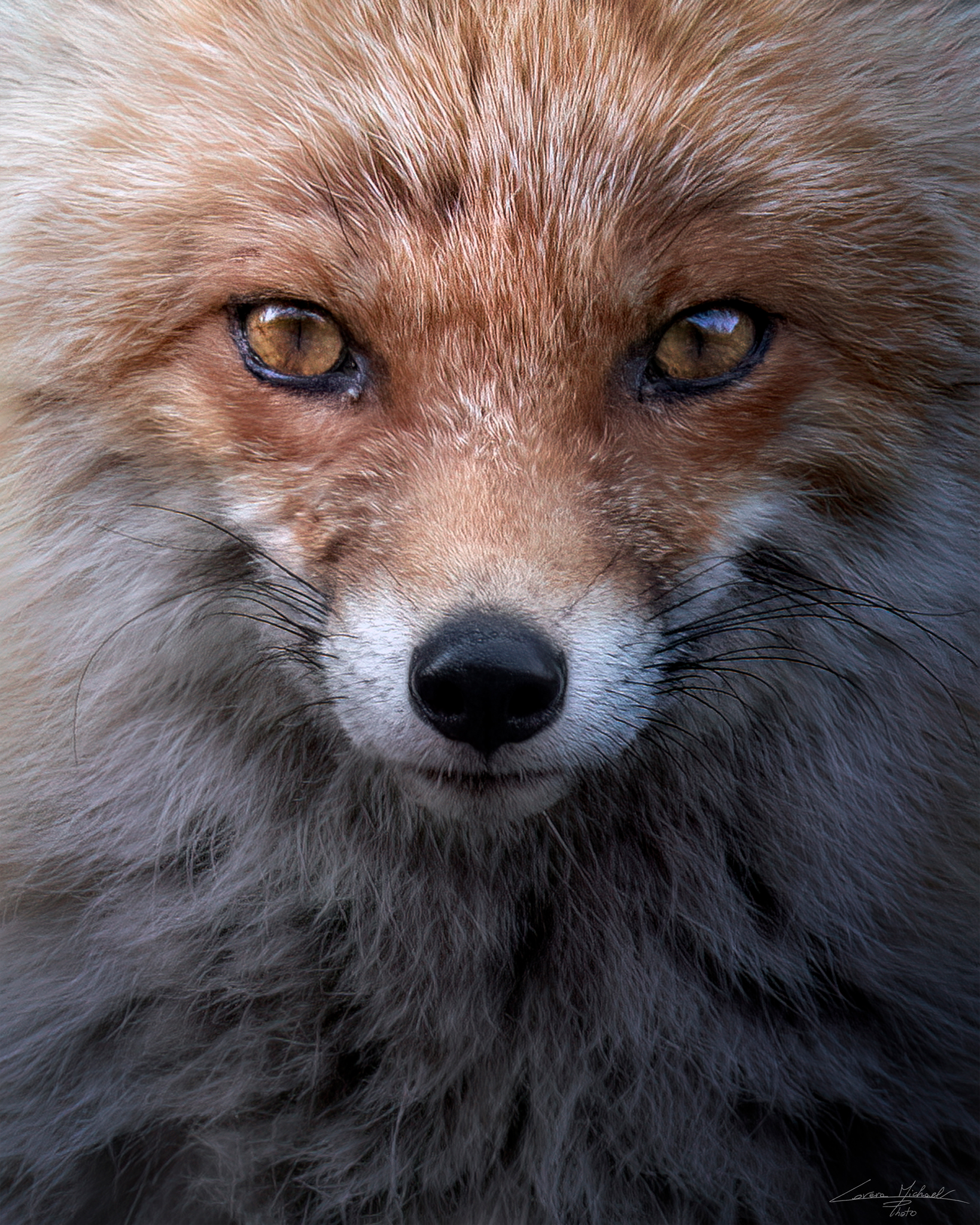 The fox...