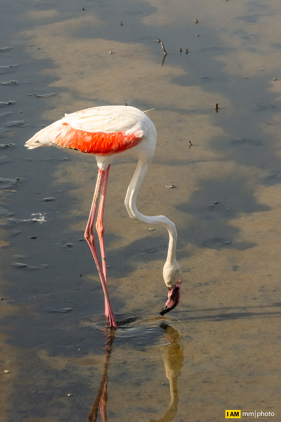 Greater flamingo (Phoenicopterus roseus)...