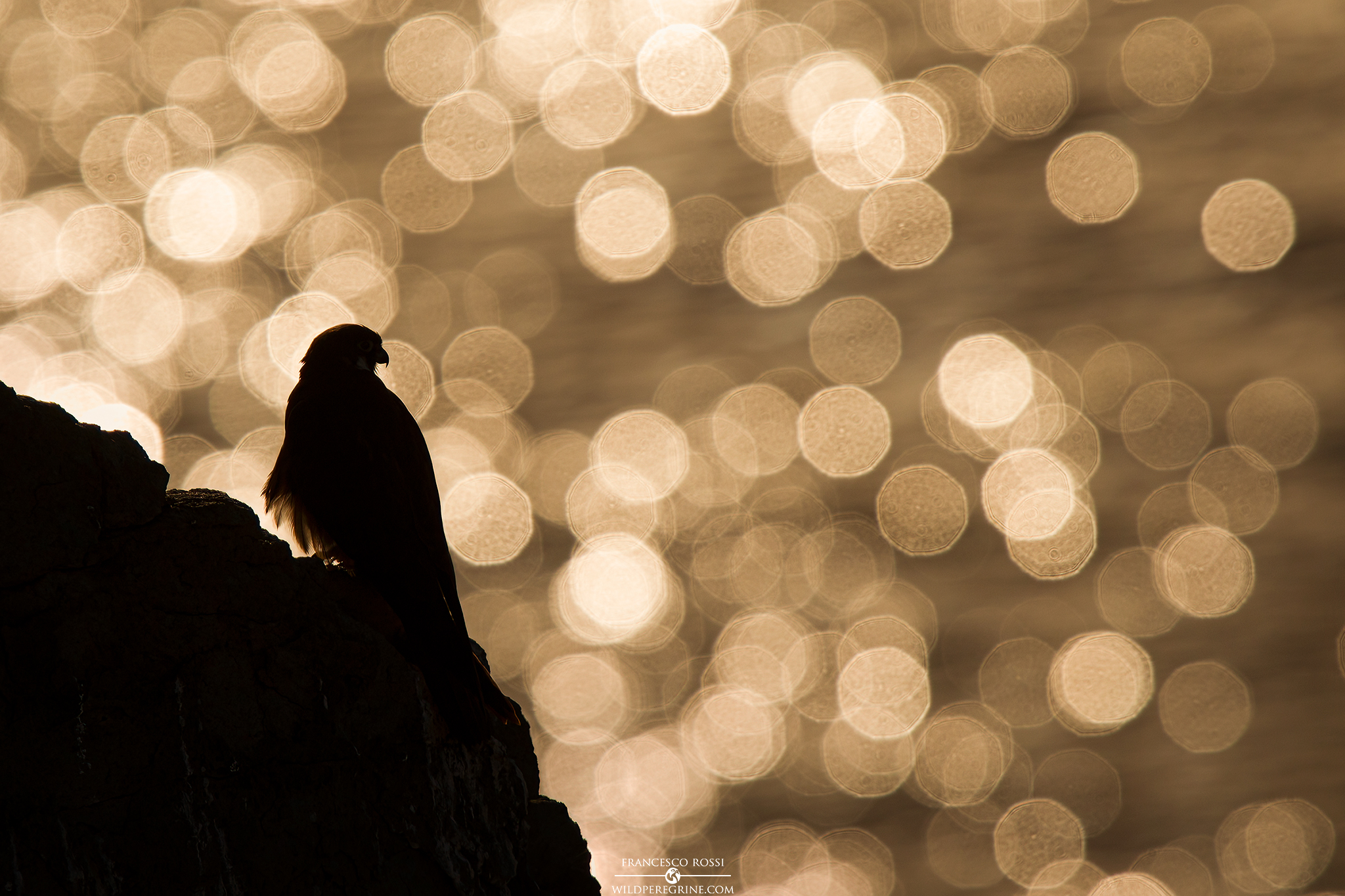 Falco della Regina (Falco eleonorae)...