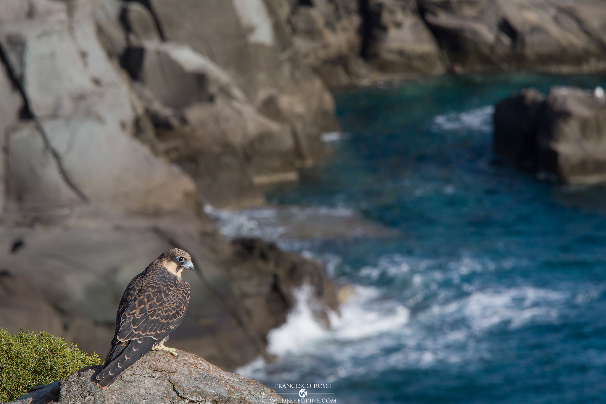 Eleonora's Falcon (Falco eleonorae)...