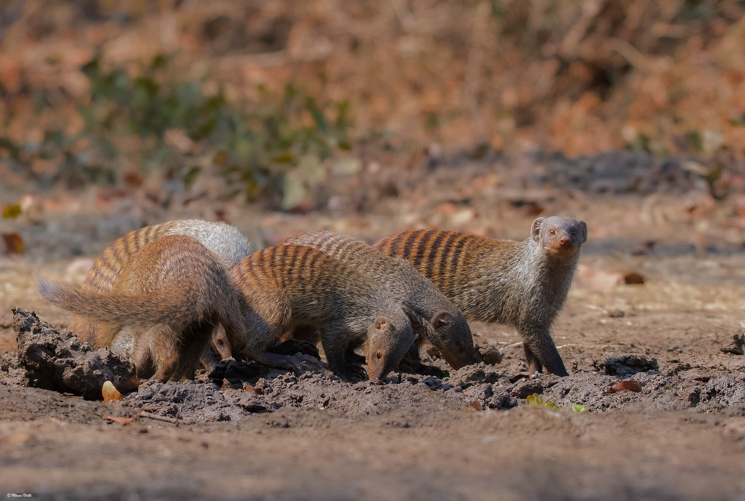 Striped mongooses...