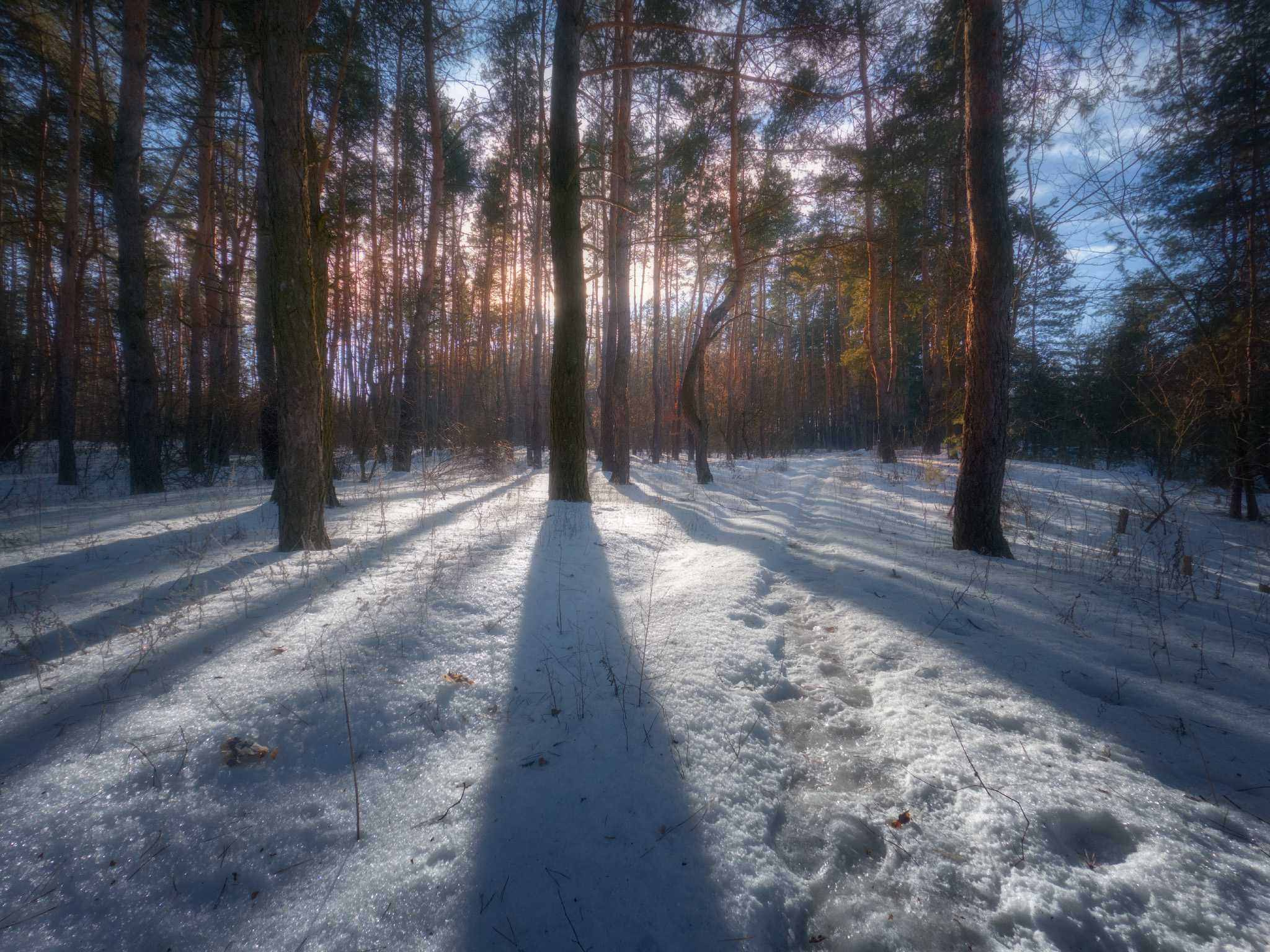 Winter forest...