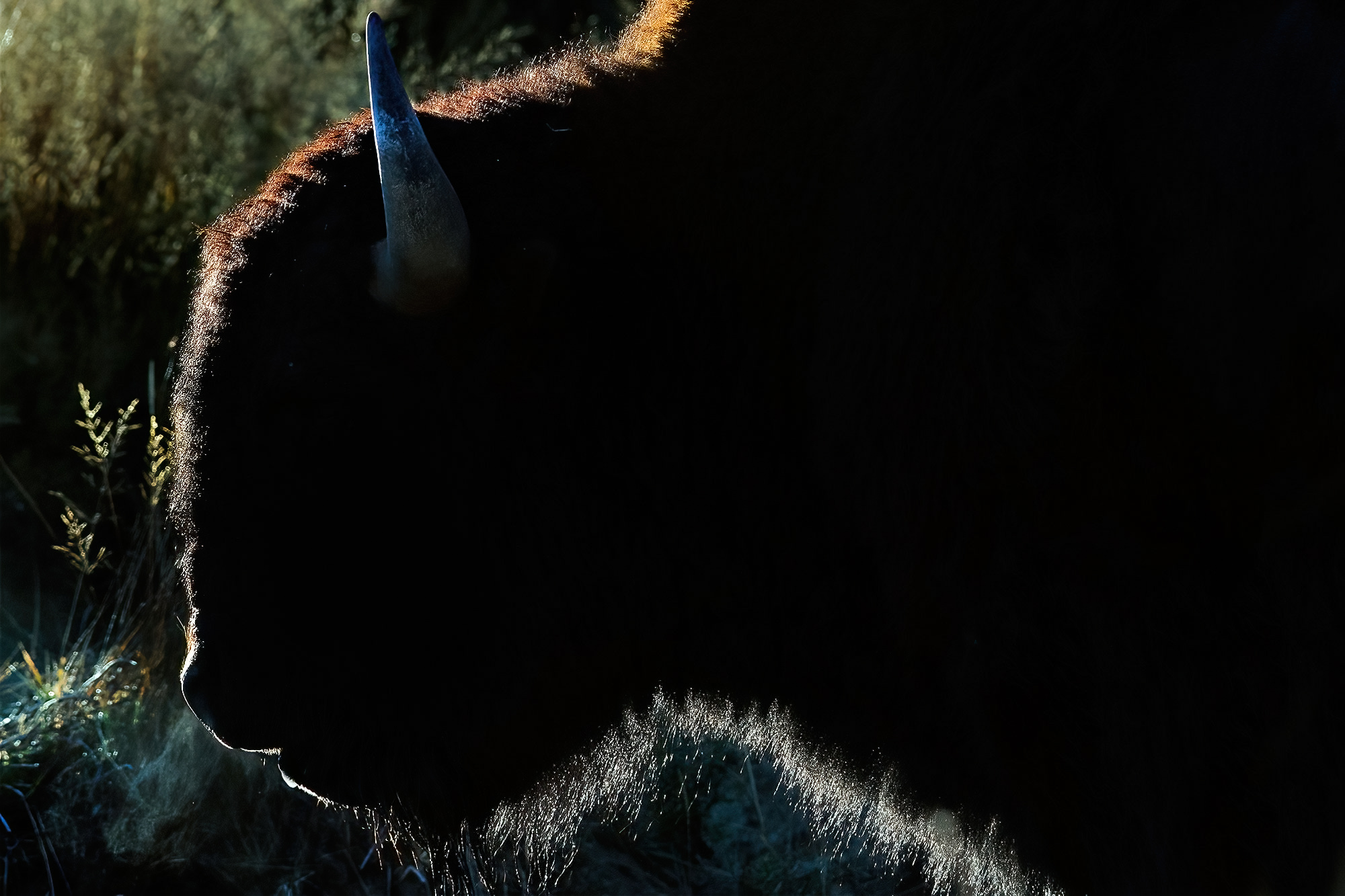 Bisonte (Bison bison),Buffalo...