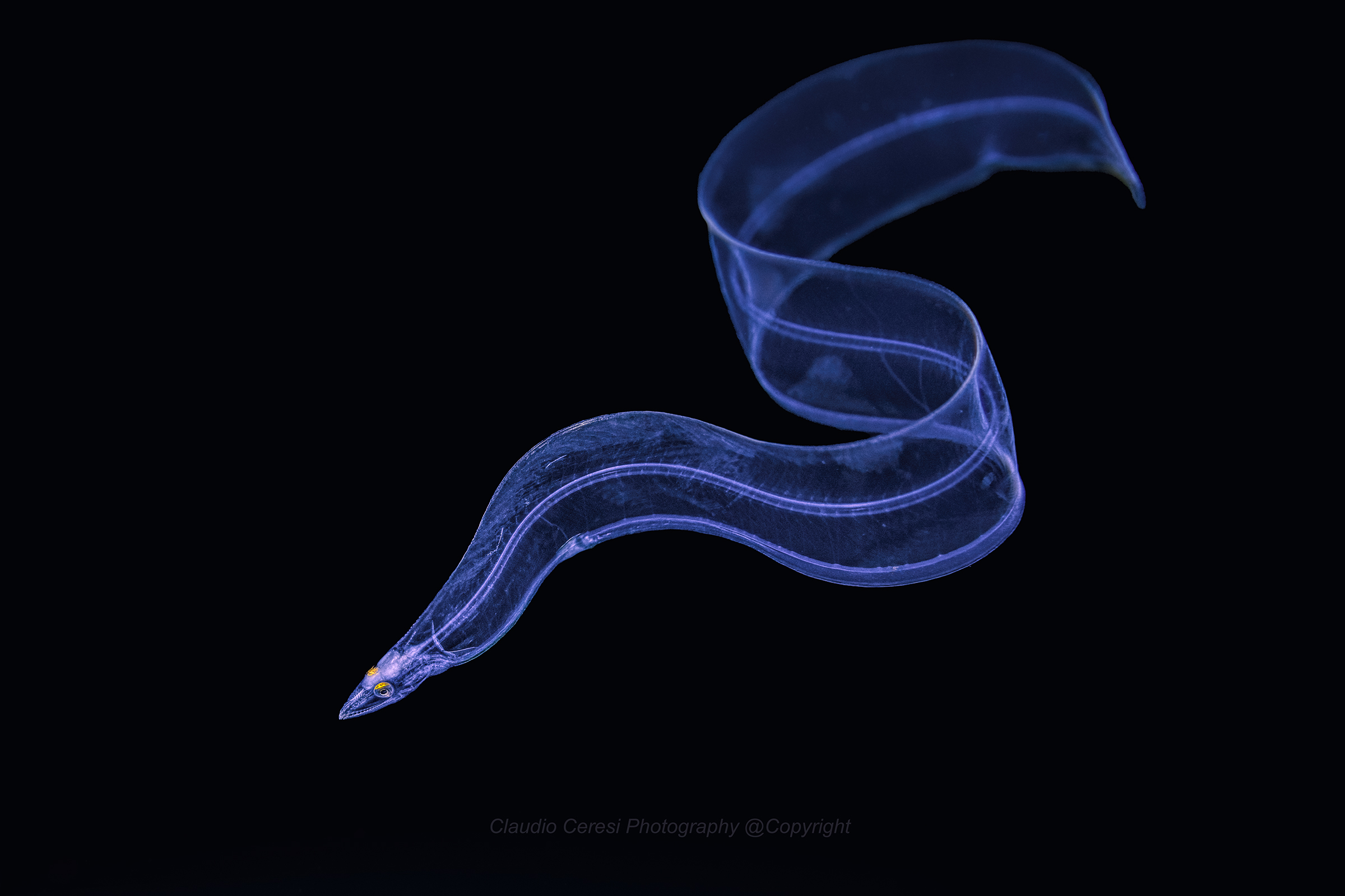 moray eel tape in larval phase ...