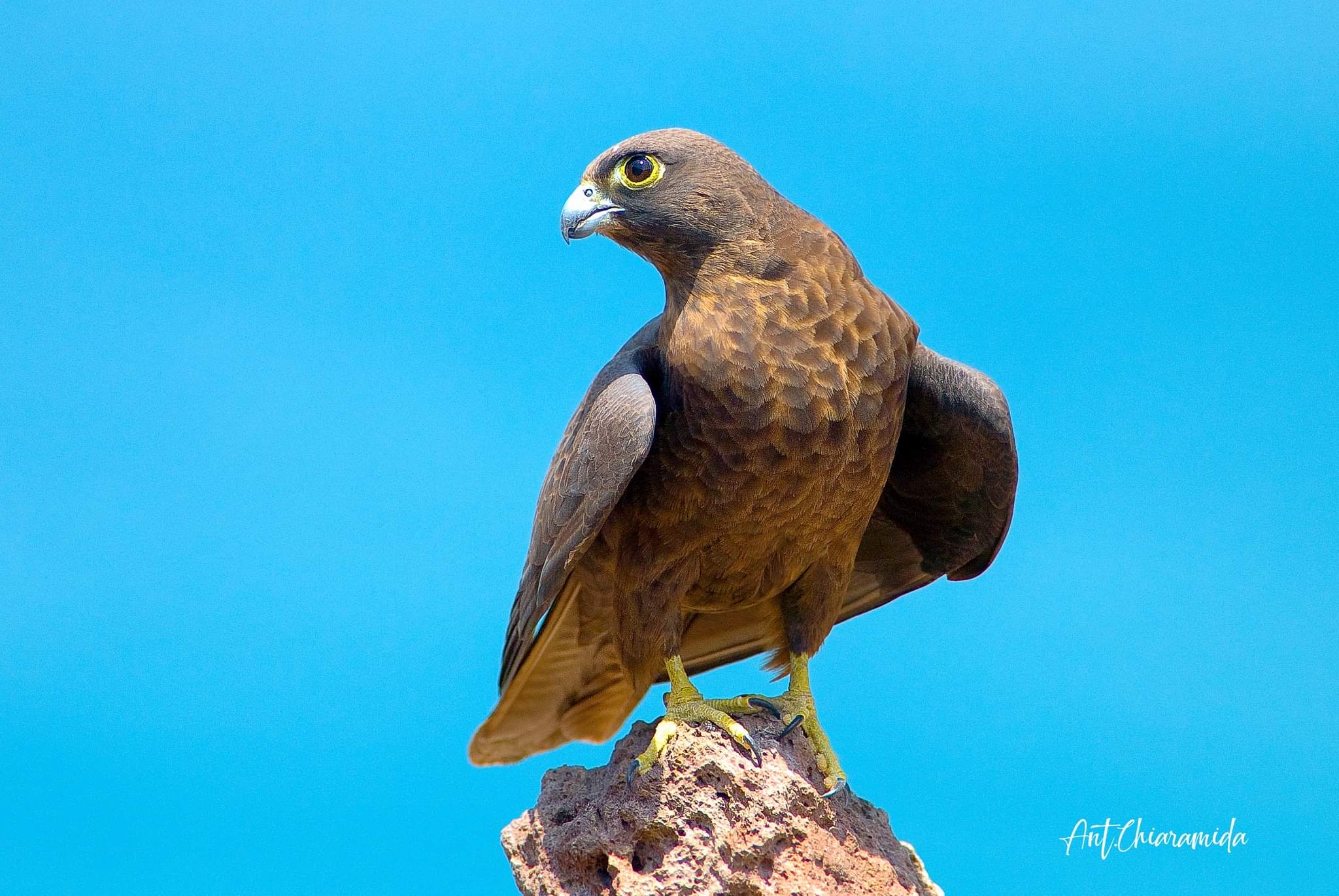 Falco eleonorae Sardinia ...