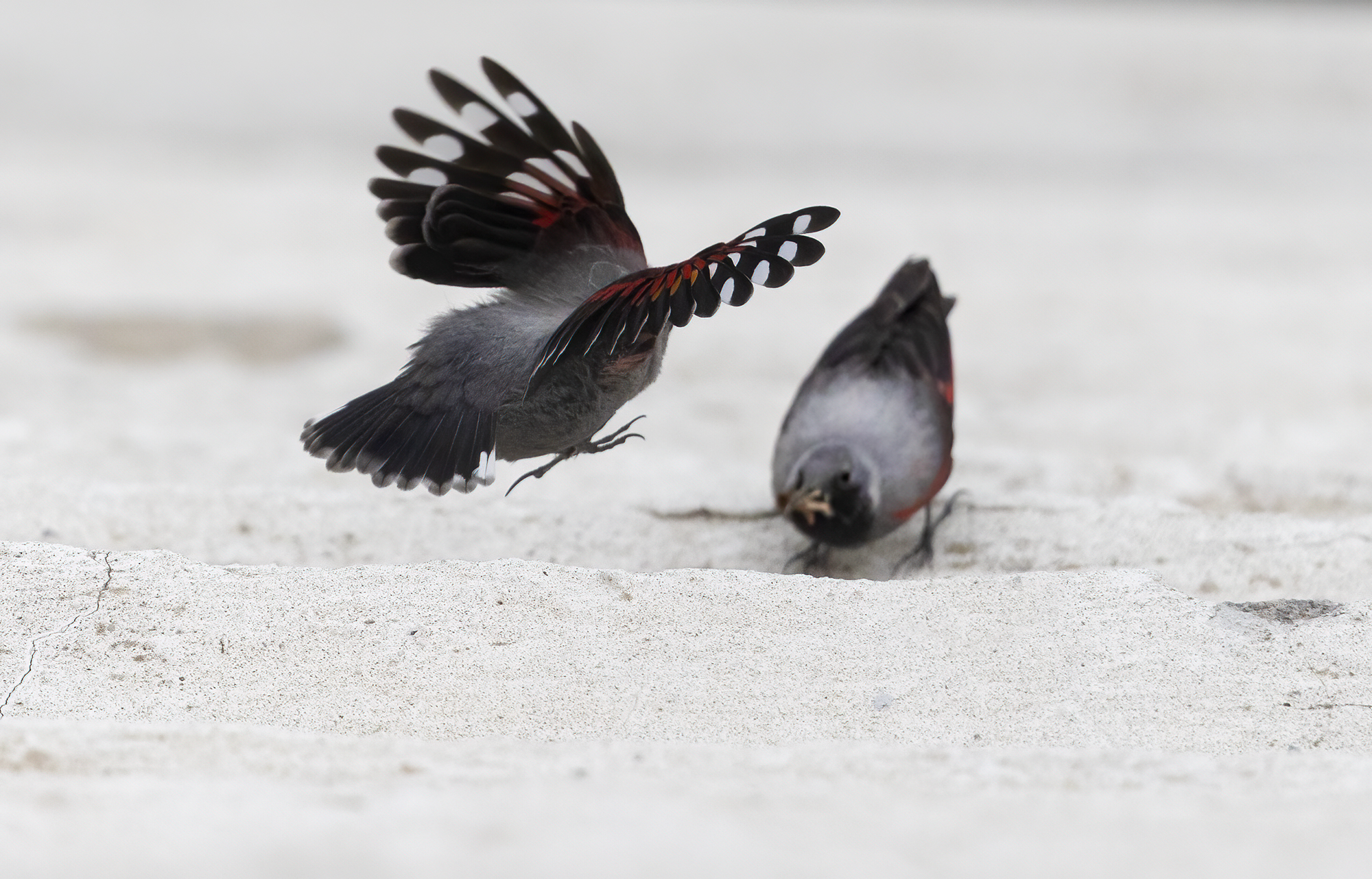 Flying to daddy, wallcreeper...